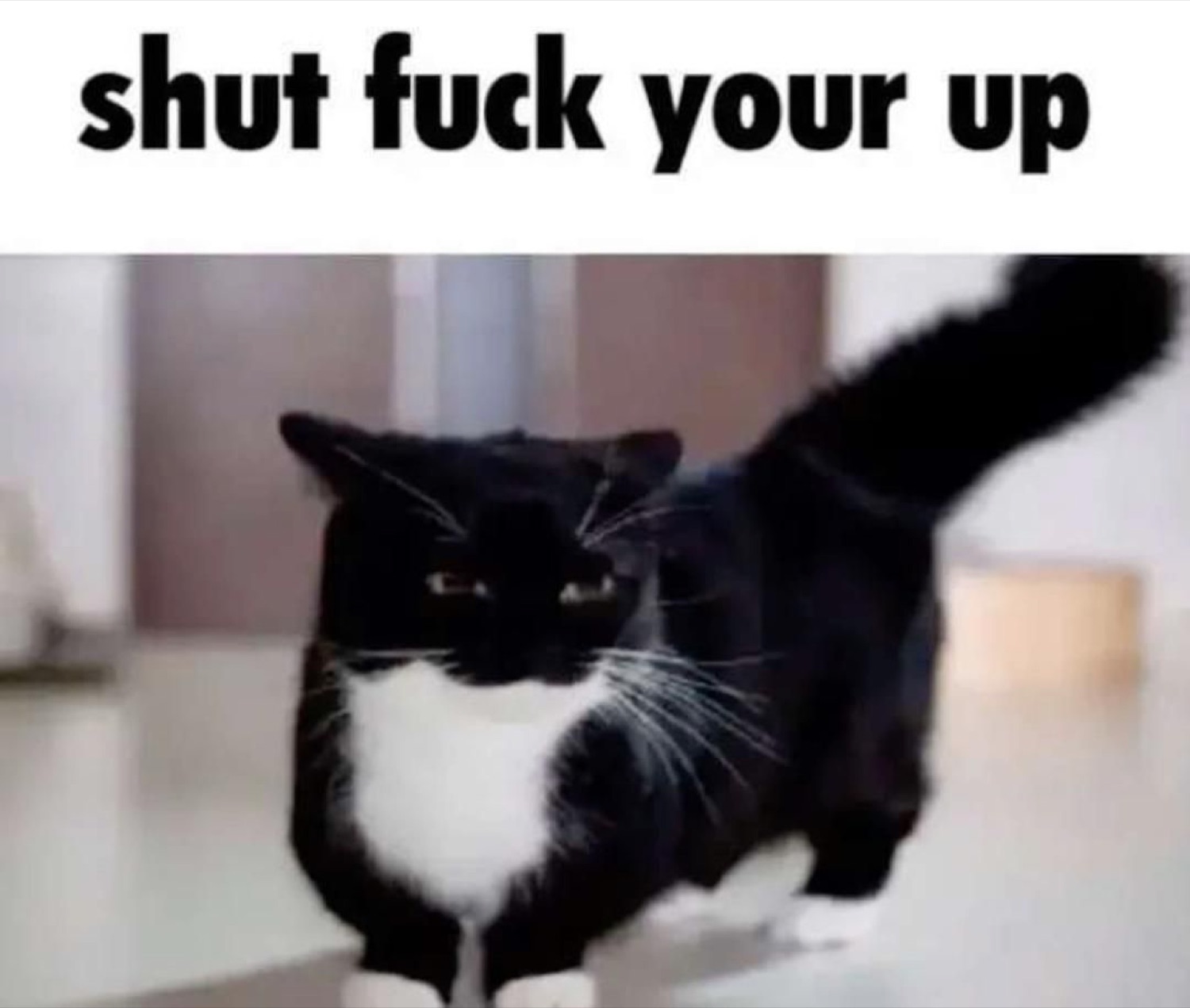 Tuxedo cat stalking forward, captioned 'shut fuck your up'