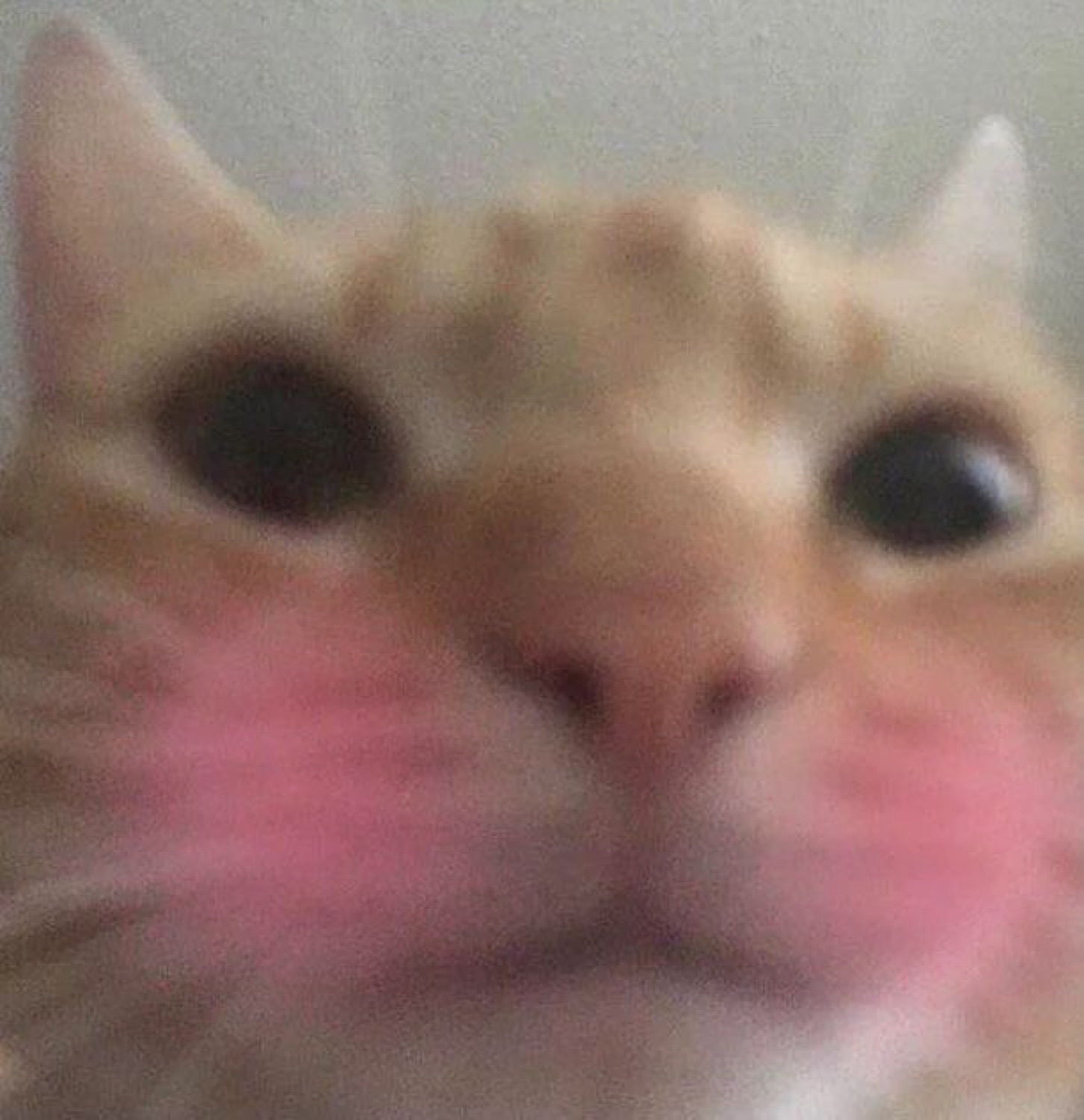 Blurry orange cat pressed to the camera with bright pink blushing cheeks