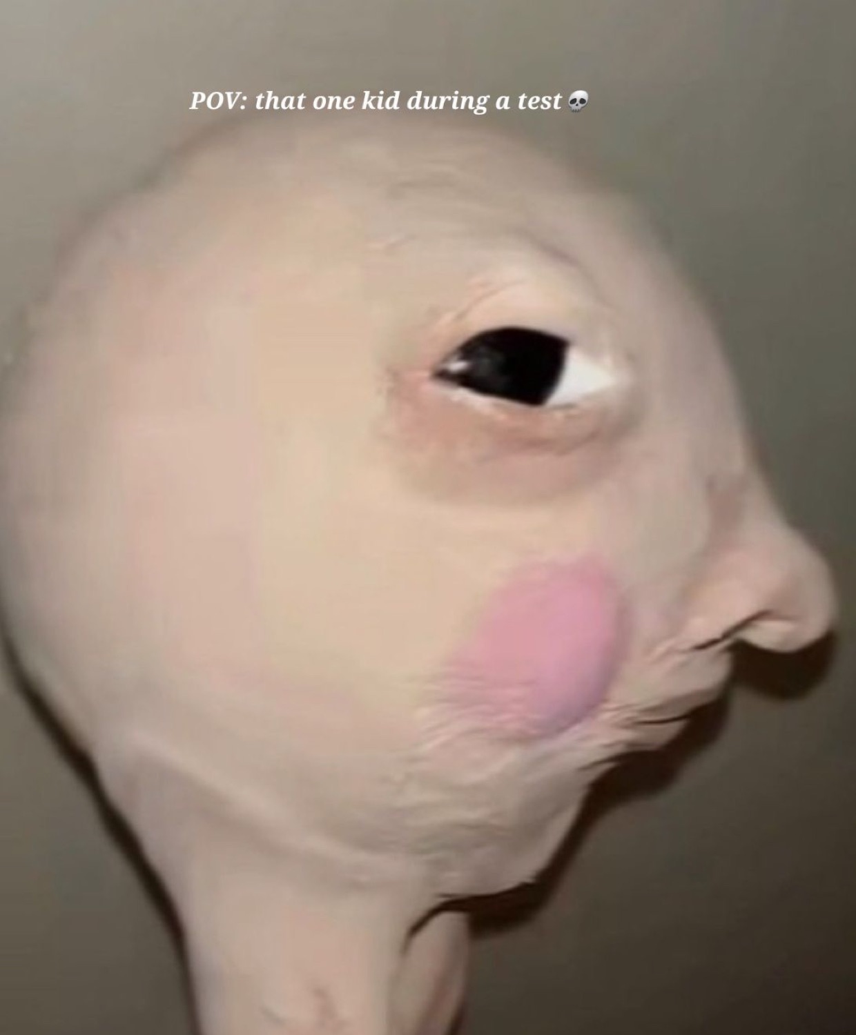 Warped hairless cat face captioned 'POV: that one kid during a test'