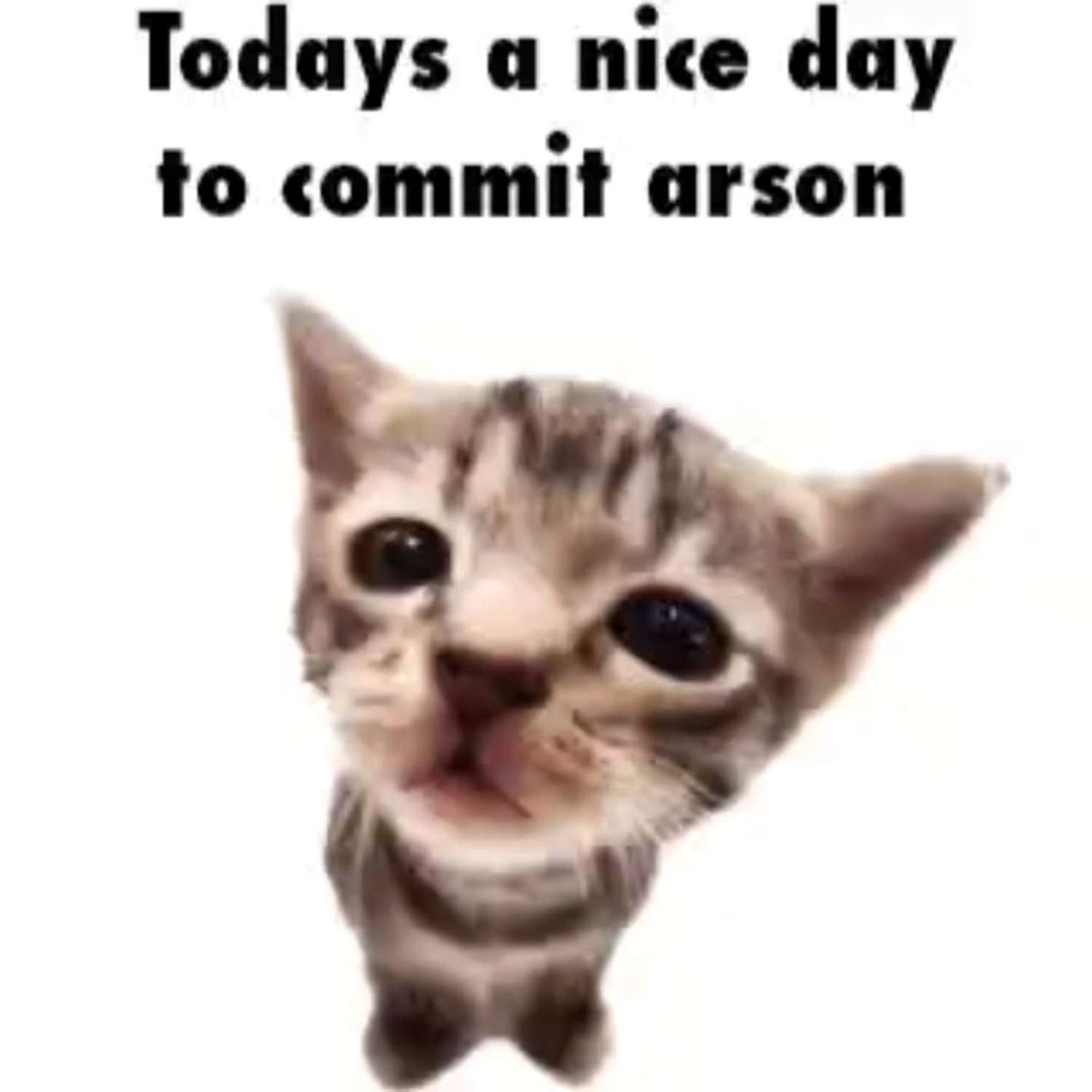 Wide-eyed smiling kitten captioned 'Todays a nice day to commit arson'