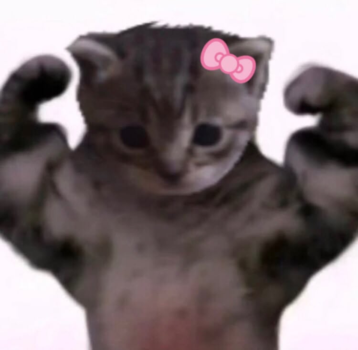 Kitten with a pink bow flexing both arms