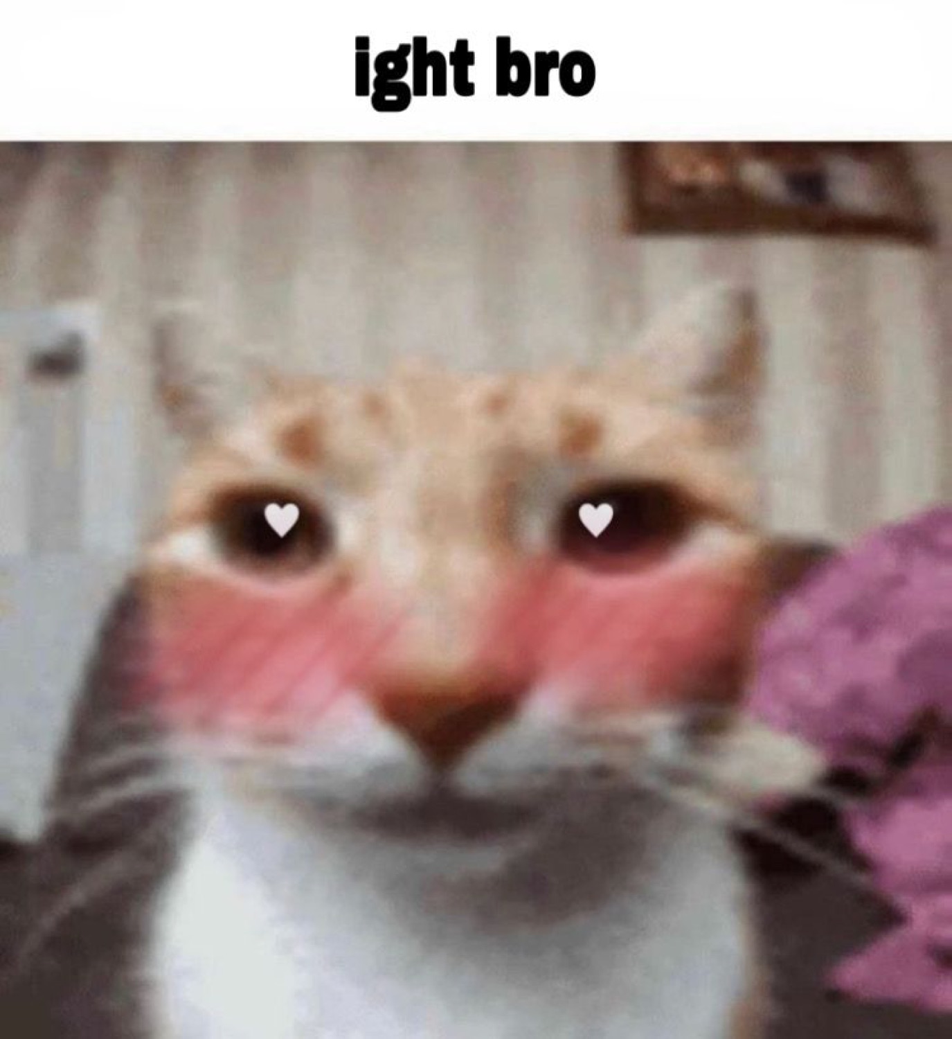 Blushing cat with tiny hearts in its eyes above the caption 'ight bro'
