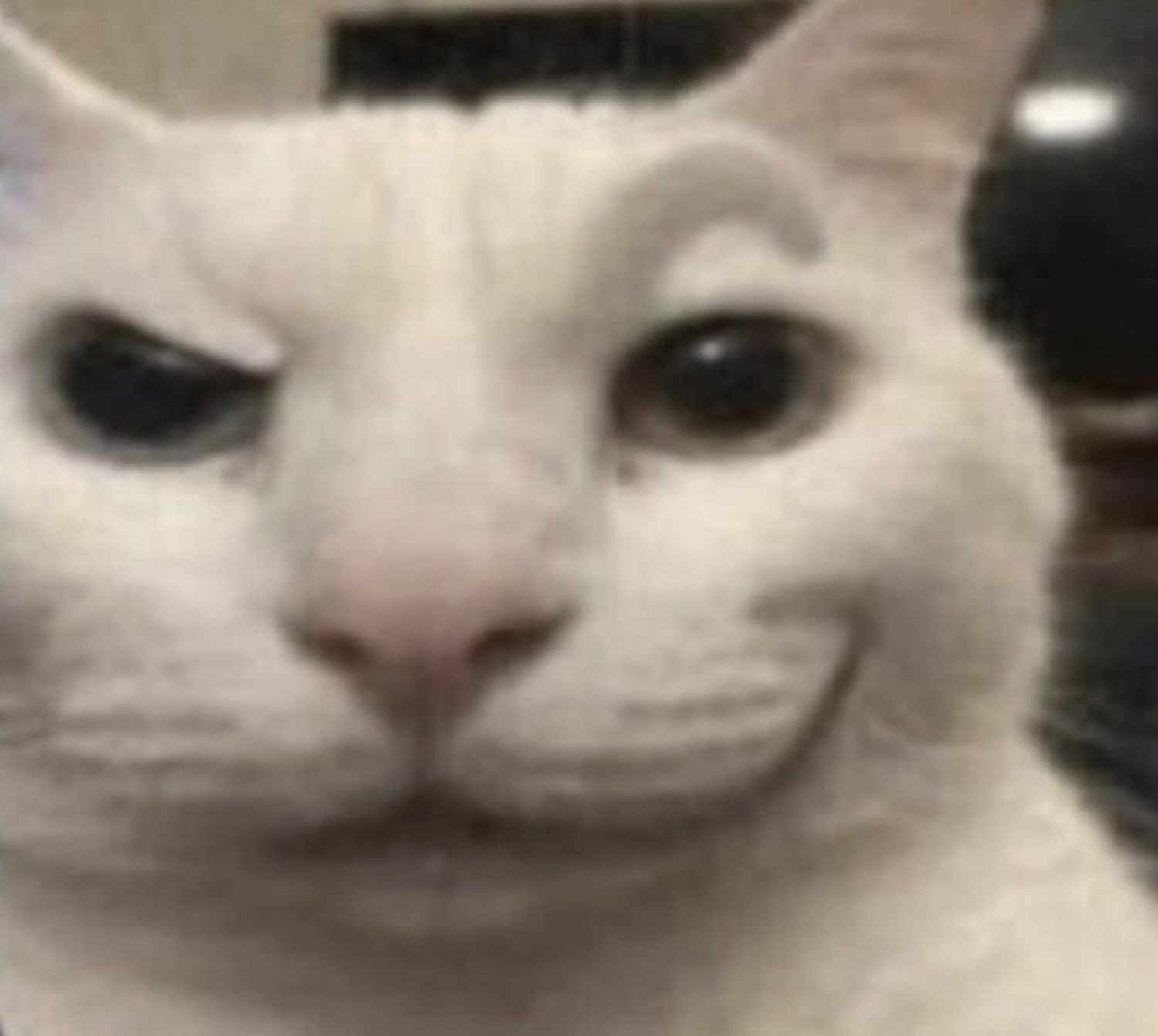 White cat with one eyebrow cocked, wearing a slow, knowing smirk