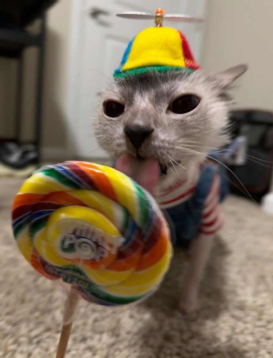 Gray cat in a propeller beanie and overalls costume licking a giant rainbow lollipop