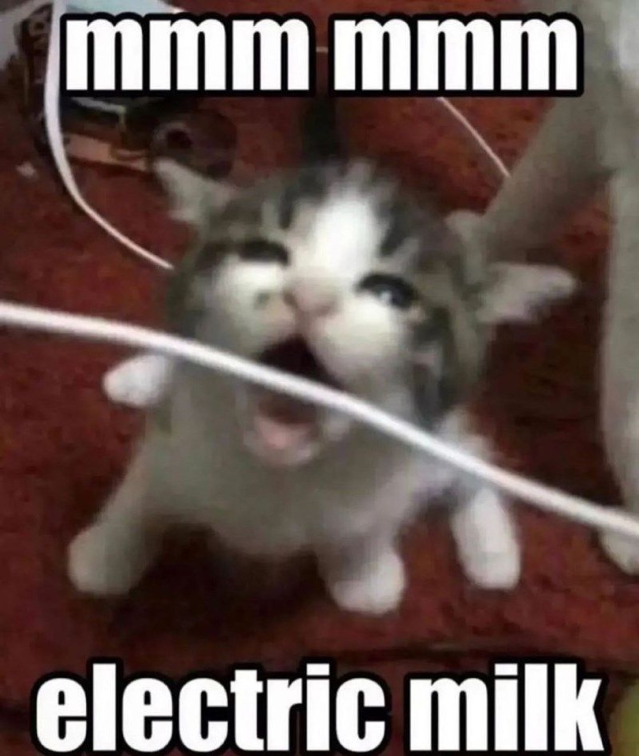 Tiny kitten chomping on a wire cable with text 'mmm mmm electric milk'