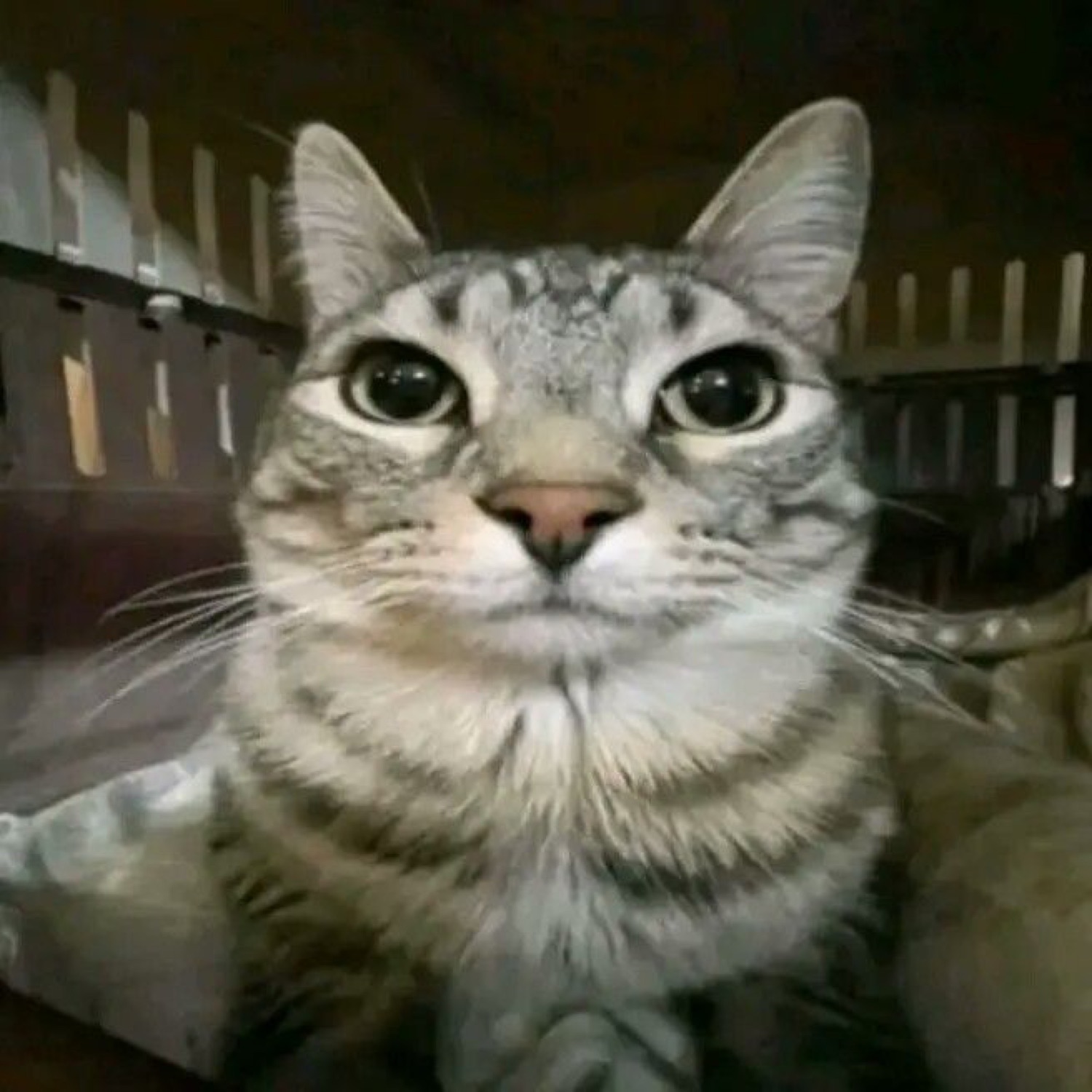 Silver tabby cat staring directly at the camera with enormous intense eyes