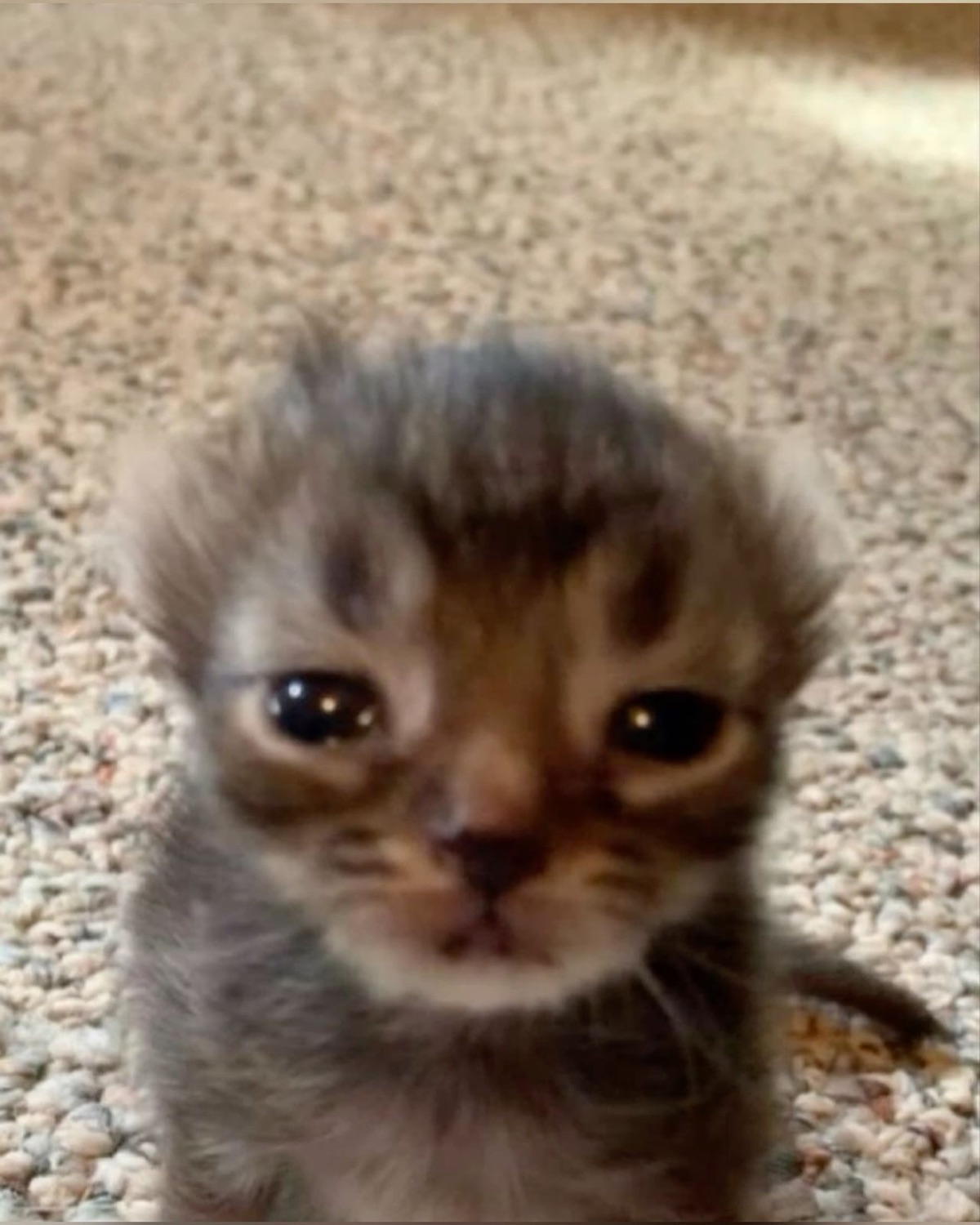 Tiny grey kitten with giant dark puppy eyes staring up with maximum heartbreak energy