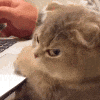 Grumpy fluffy cat glaring and swatting at a hand on a laptop