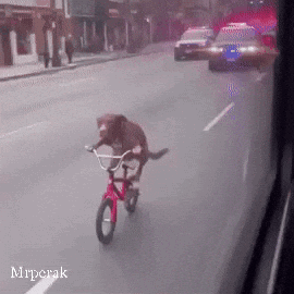 Dog riding a bicycle down the road with police cars chasing behind