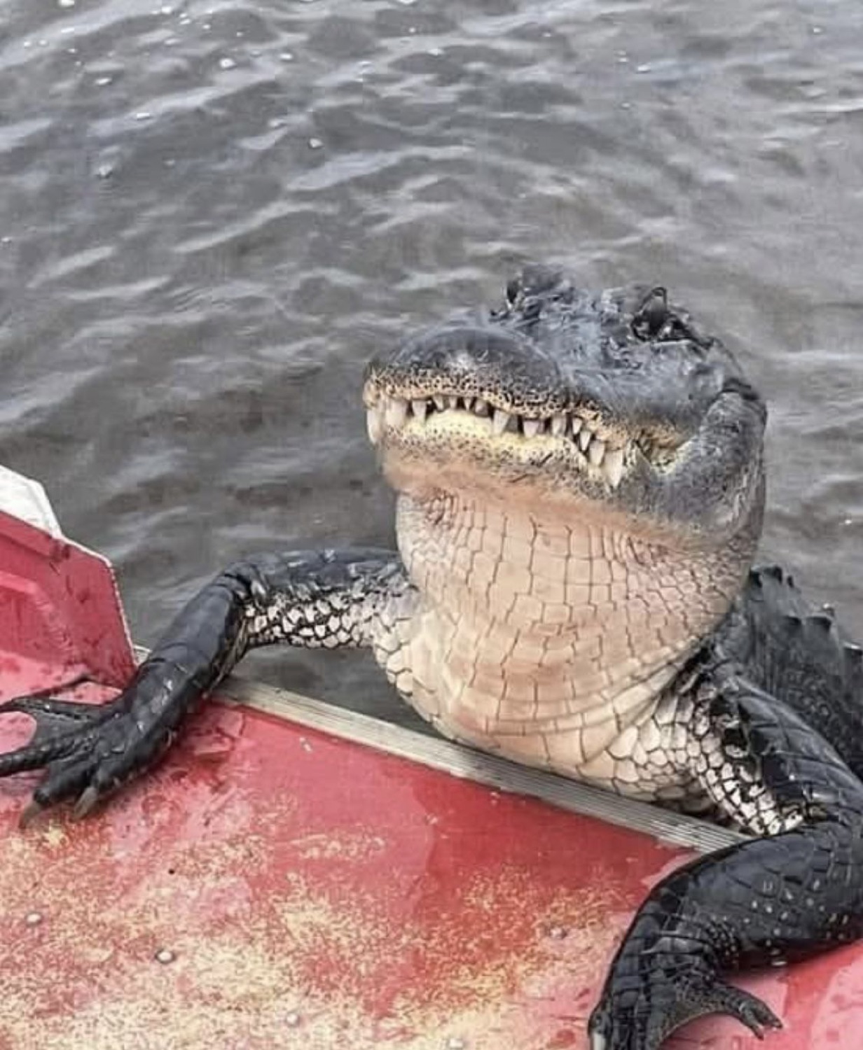 Smiling alligator leaning on the edge of a red boat like it's posing for a photo
