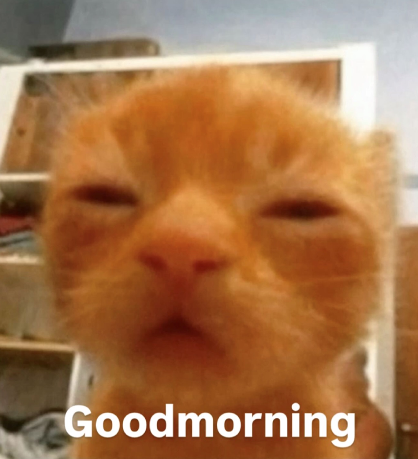 Squinting ginger cat close-up: 'Goodmorning'