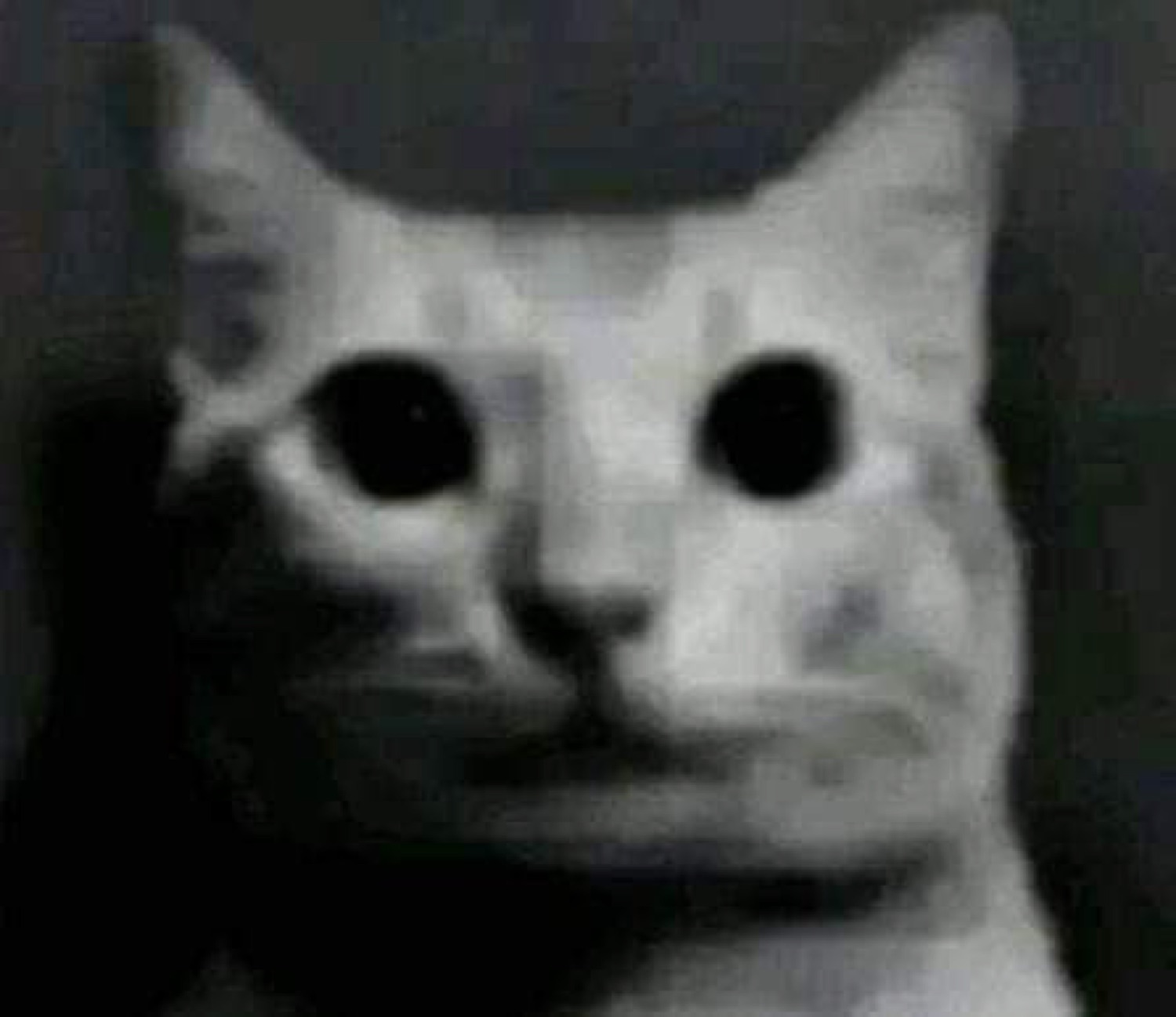 Grainy black-and-white cat with hollow black eyes giving a dead-eyed blank stare