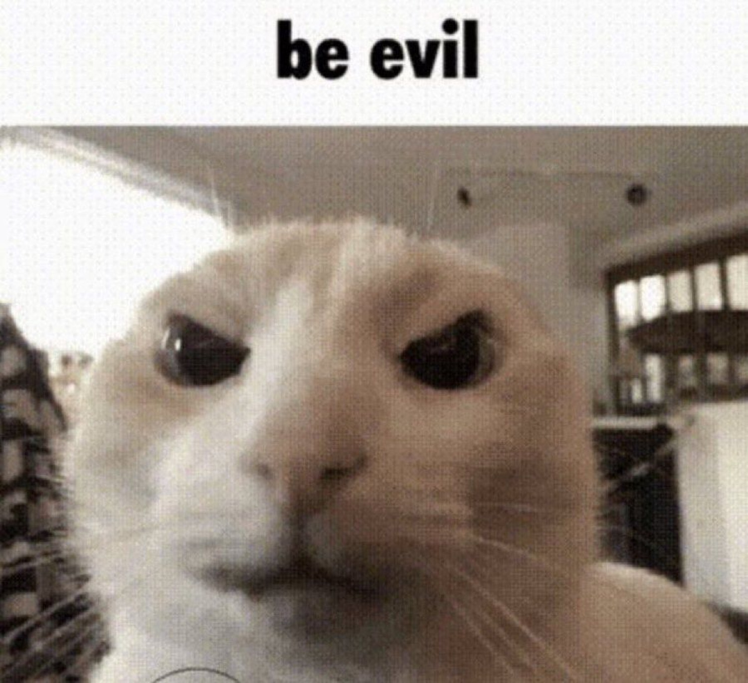 Cat squinting with furrowed brows: 'be evil'