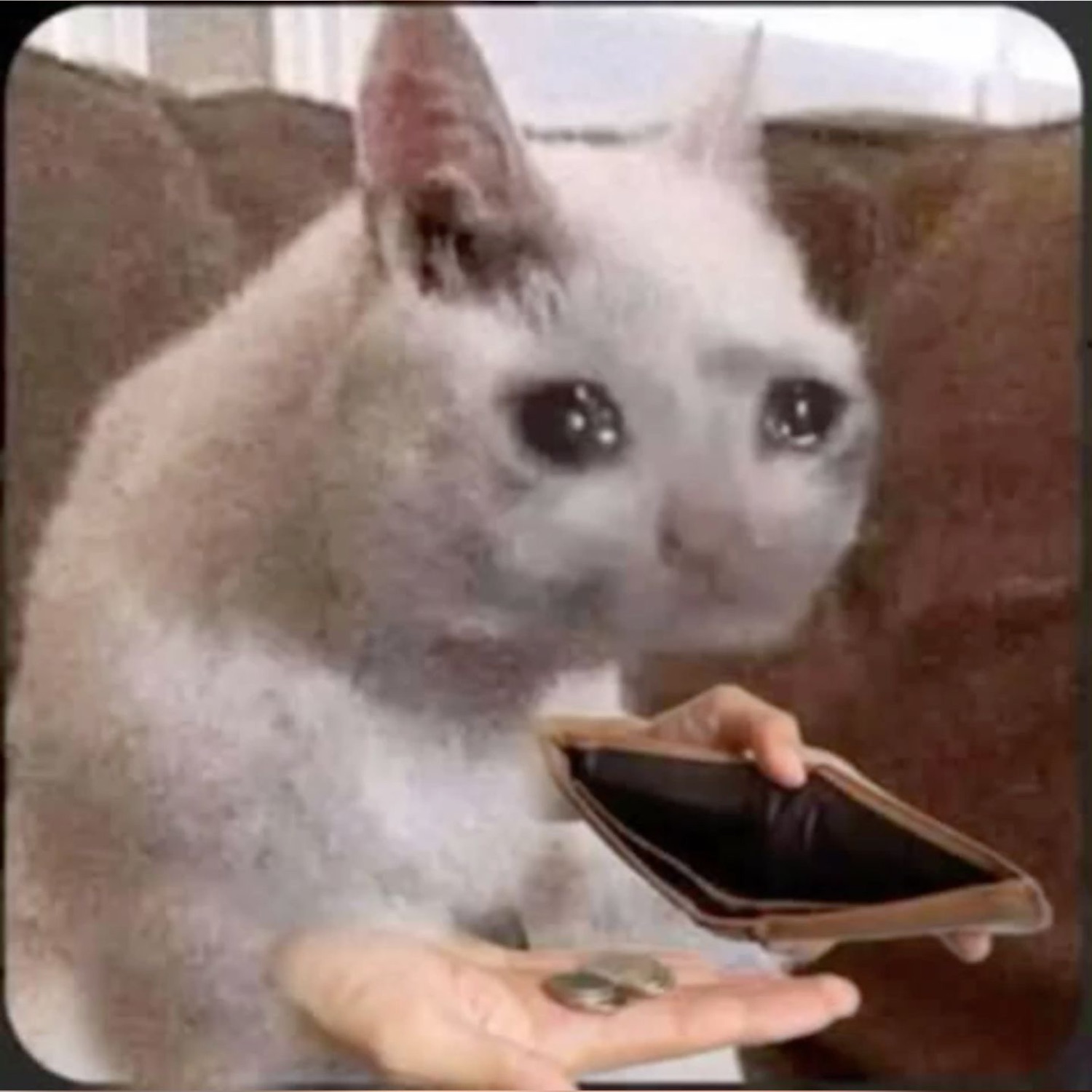 Crying cat holding out an empty wallet and a few coins