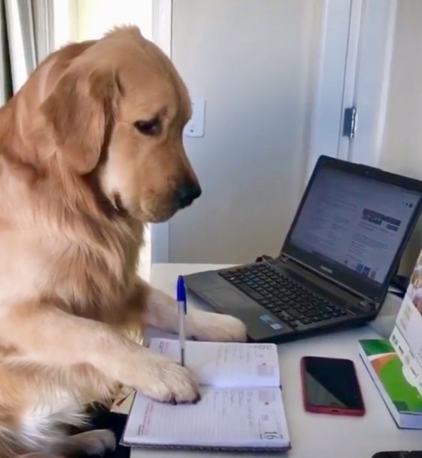 Golden retriever at a laptop taking notes with a pen