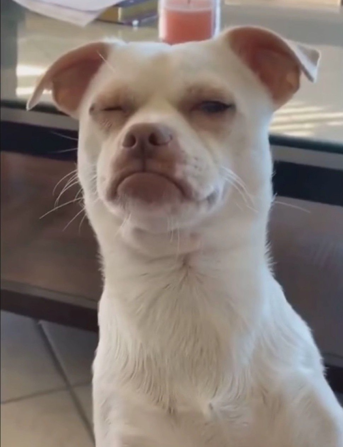 White pit bull with barely-open eyes and a pouty frown looking utterly unimpressed