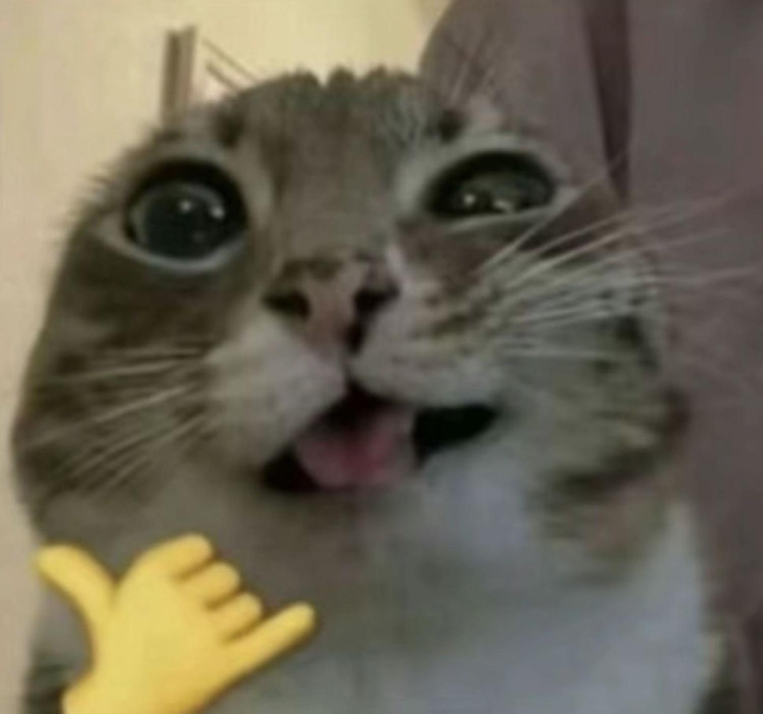Grinning tabby cat with its tongue out beside a shaka hand emoji
