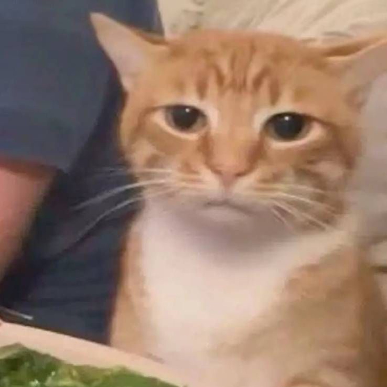 Orange tabby with droopy eyes looking thoroughly let down