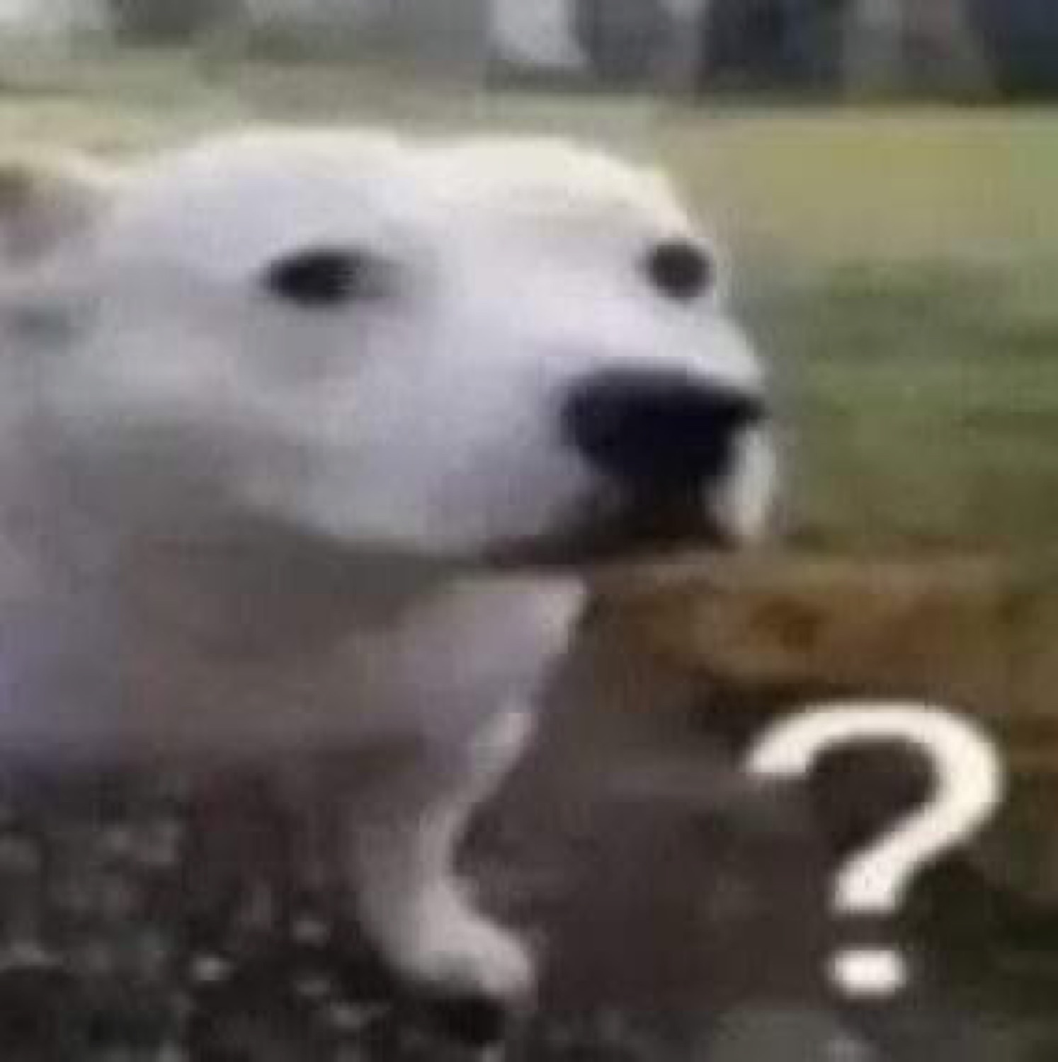 Blurry white dog mid-turn looking baffled next to a big question mark