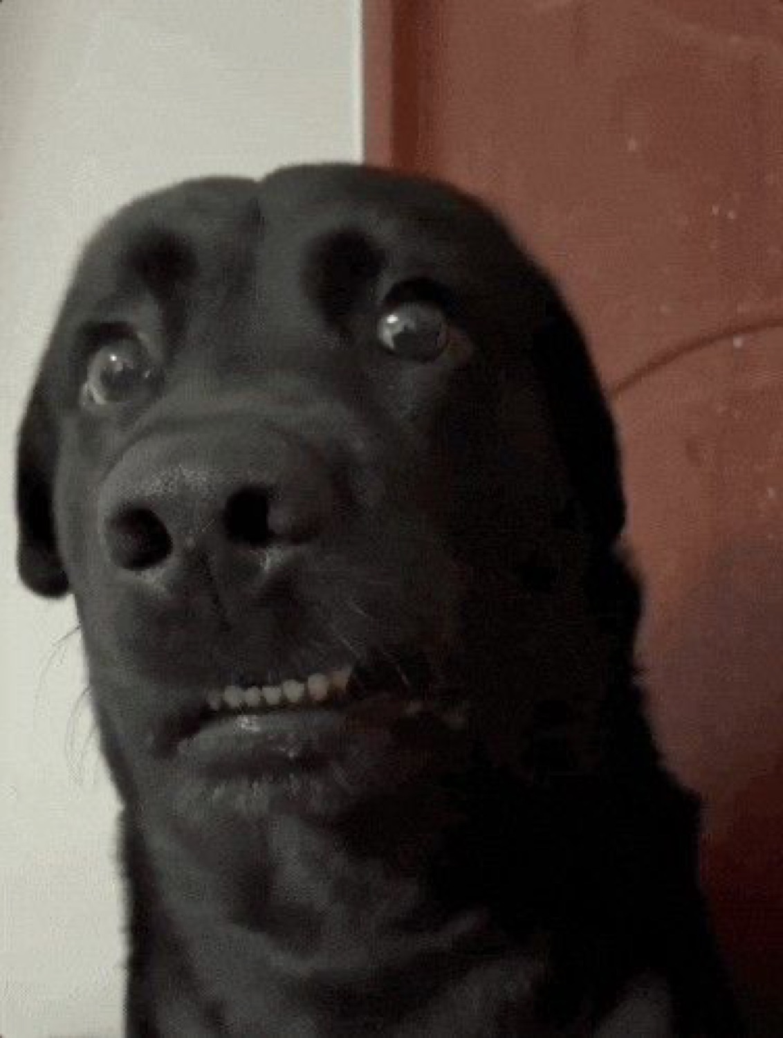 Black lab with wide bulging eyes and bared teeth looking startled