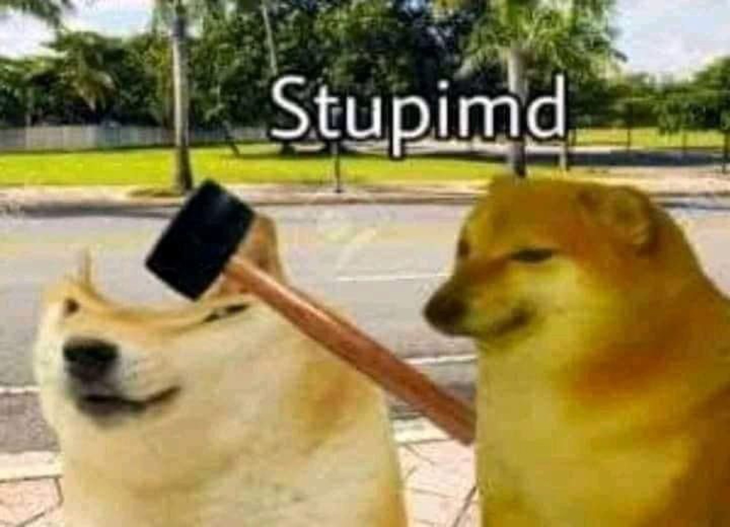 Doge bonking Cheems with a hammer: 'Stupimd'