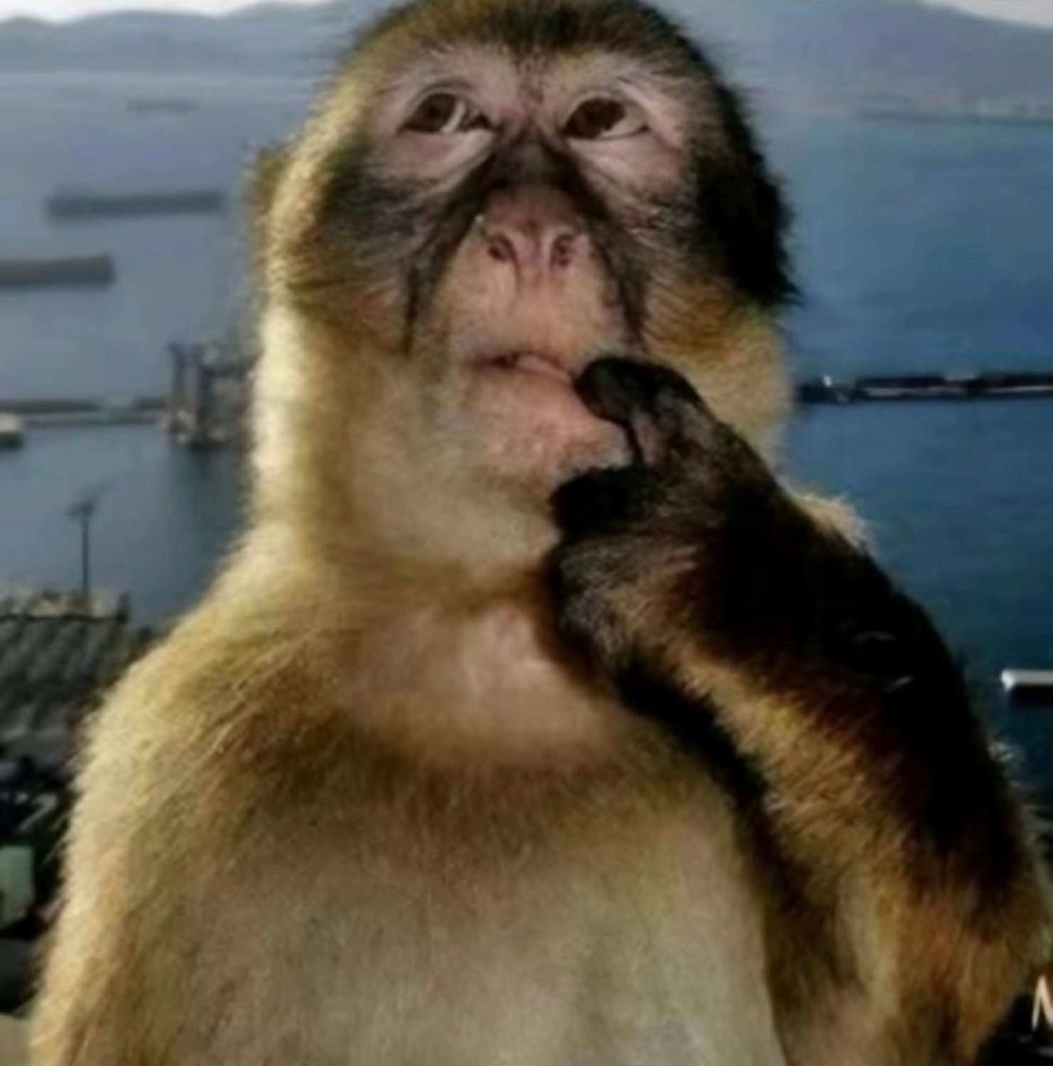Monkey on a harbor wall touching its chin, deep in thought