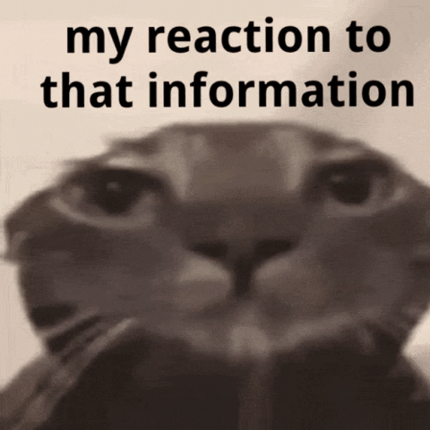 Grey cat staring into the camera, "my reaction to that information"