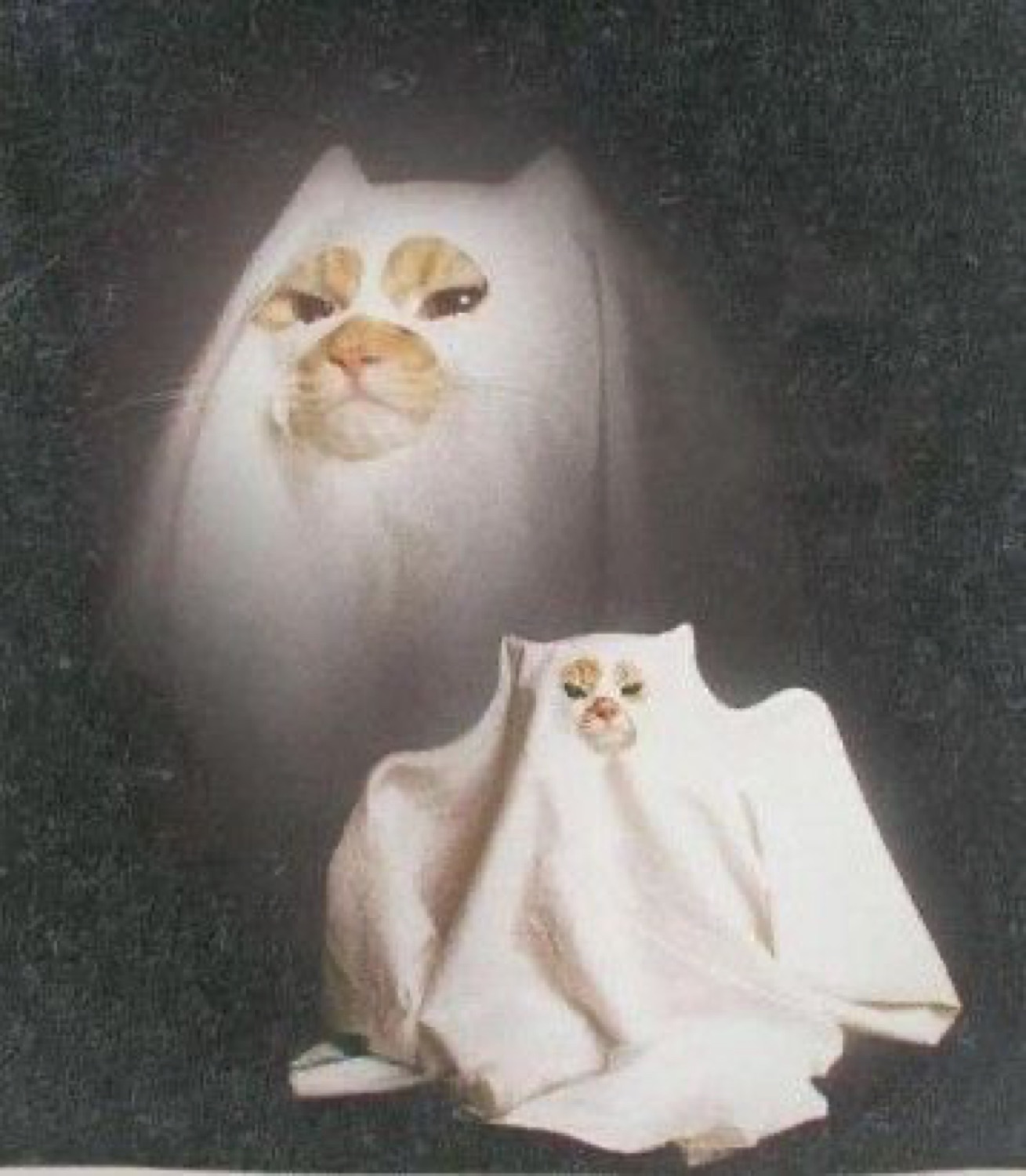 Cat face in a white ghost sheet, floating eerily above another ghost cat