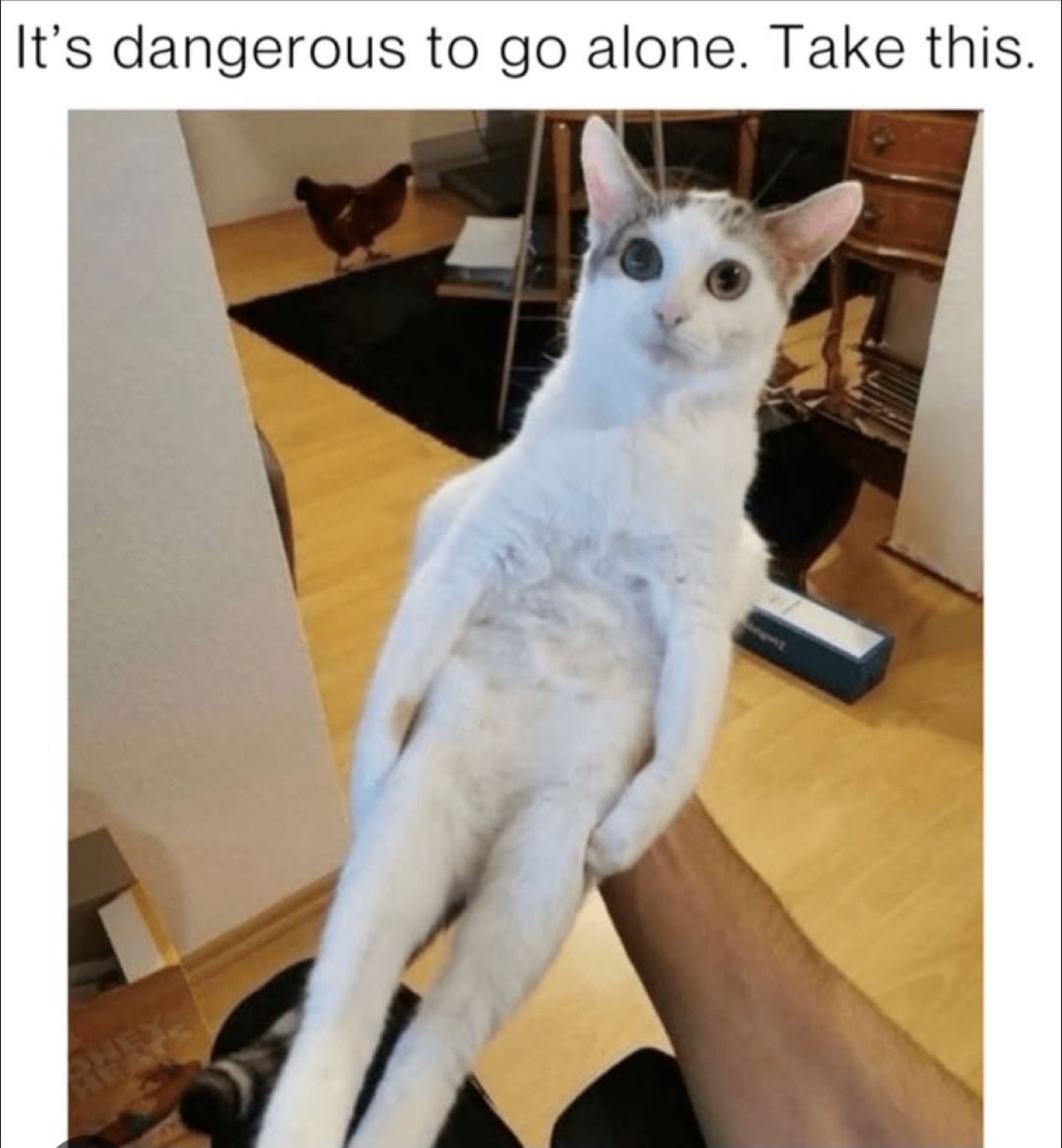 Cat standing up holding out its paw: 'It's dangerous to go alone. Take this.'