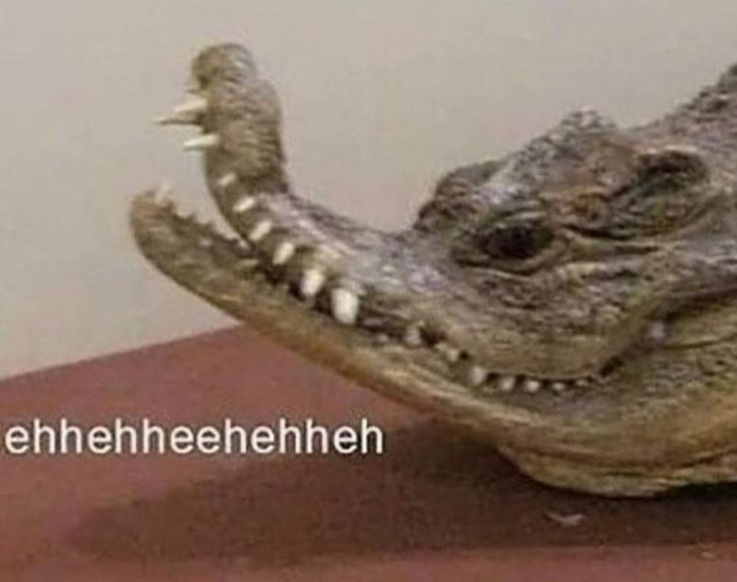 Crocodile with a sly toothy grin captioned 'ehhehheehehheh'