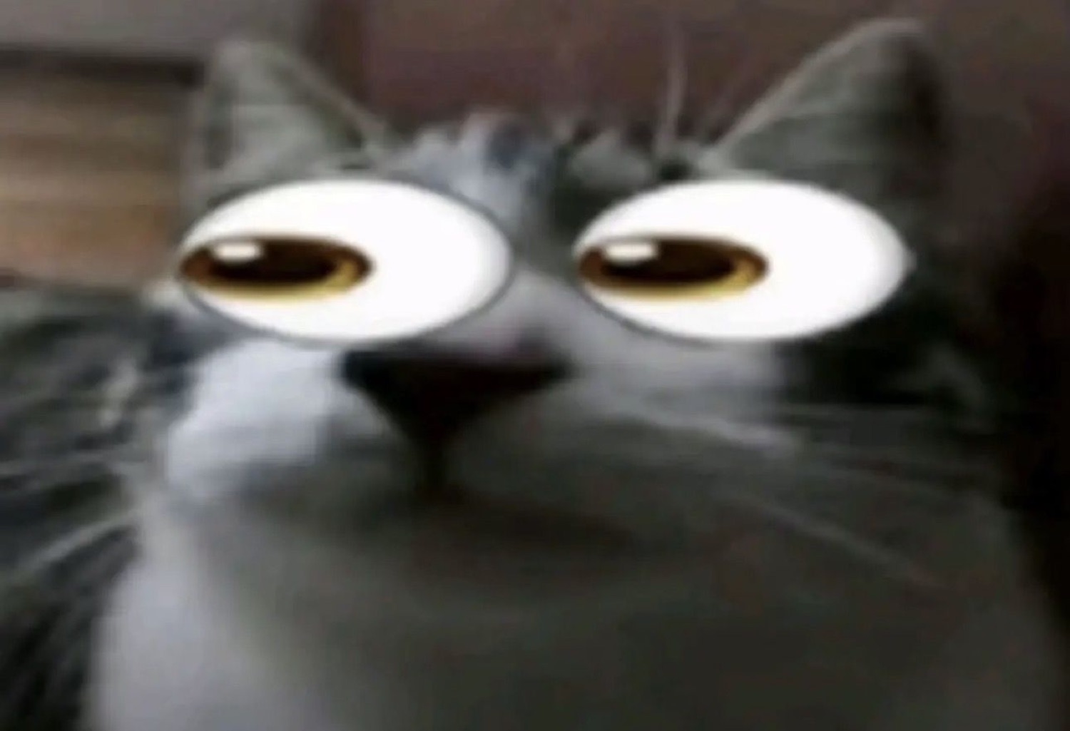 Grey cat with massive glowing cartoon eyes staring in absolute stunned disbelief