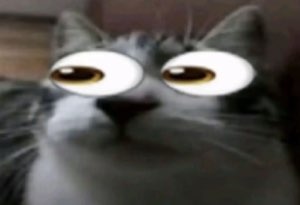 Grey cat with massive glowing cartoon eyes staring in absolute stunned disbelief