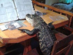 Alligator resting its arms on a kitchen table like it's waiting for dinner