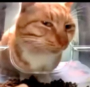 Orange tabby cat pressing its face against glass with a smug, knowing side-eye