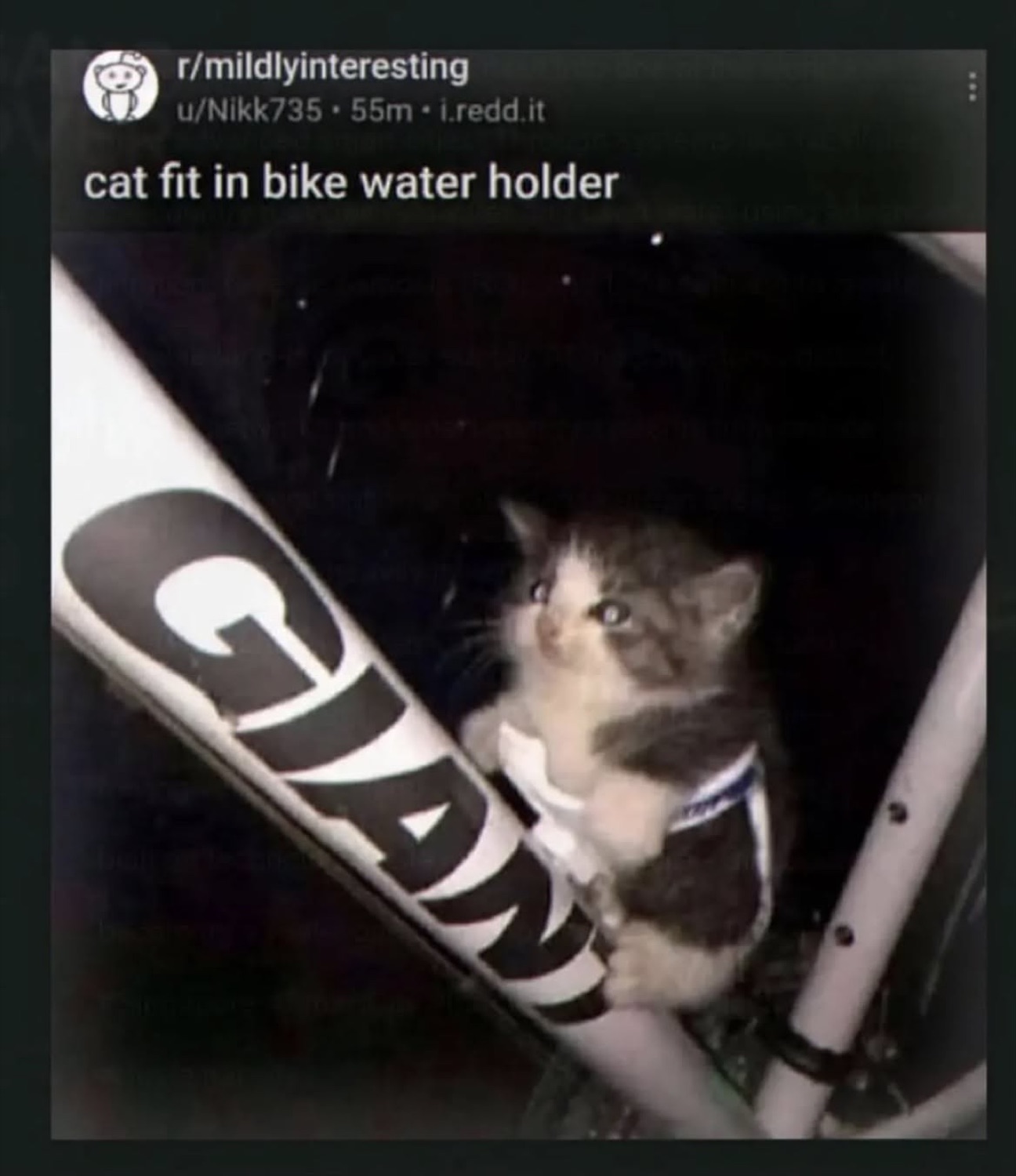 Reddit post 'cat fit in bike water holder' with a kitten stuck in a bike frame