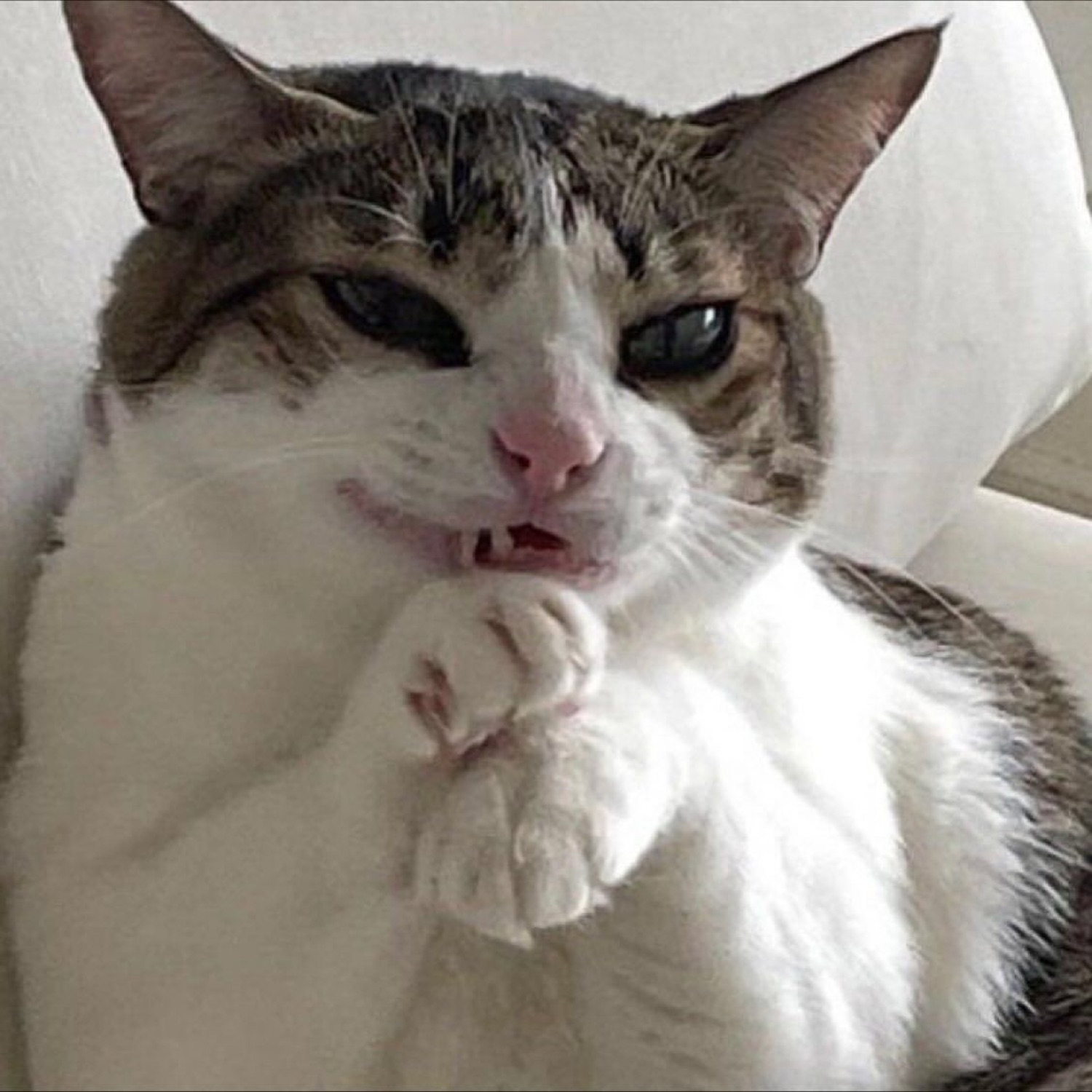 Cat smirking with a paw raised to its mouth like it's plotting