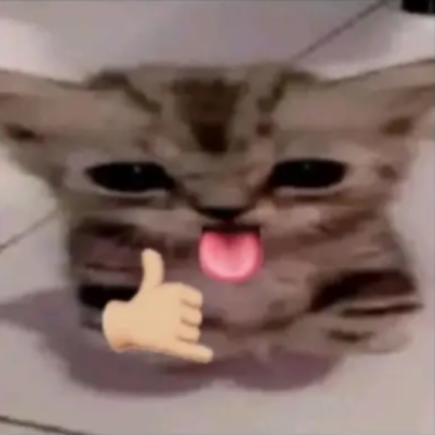 Grey tabby kitten sticking its tongue out beside a shaka hand emoji