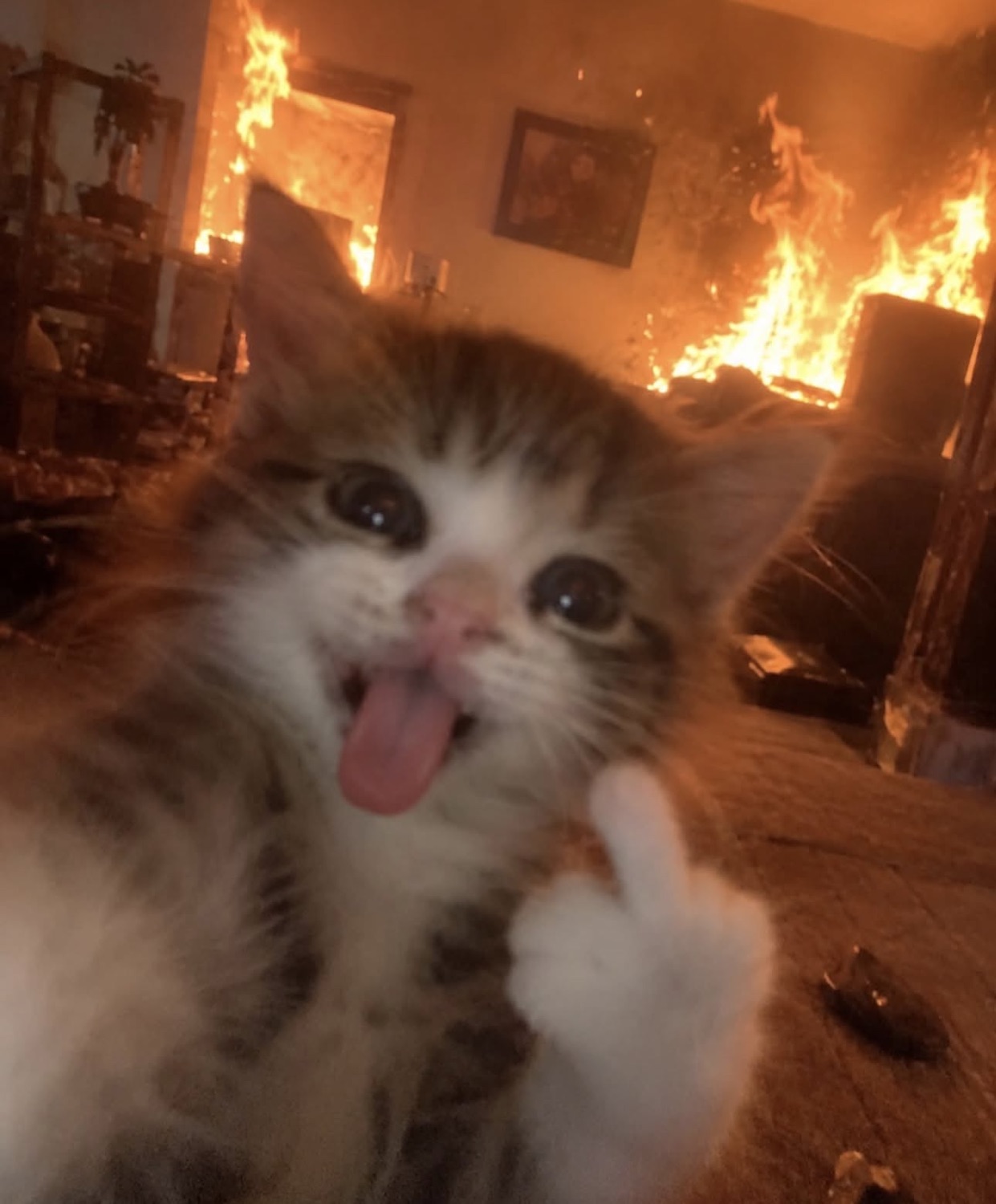 Kitten sticking its tongue out and flipping the bird while the house burns behind it