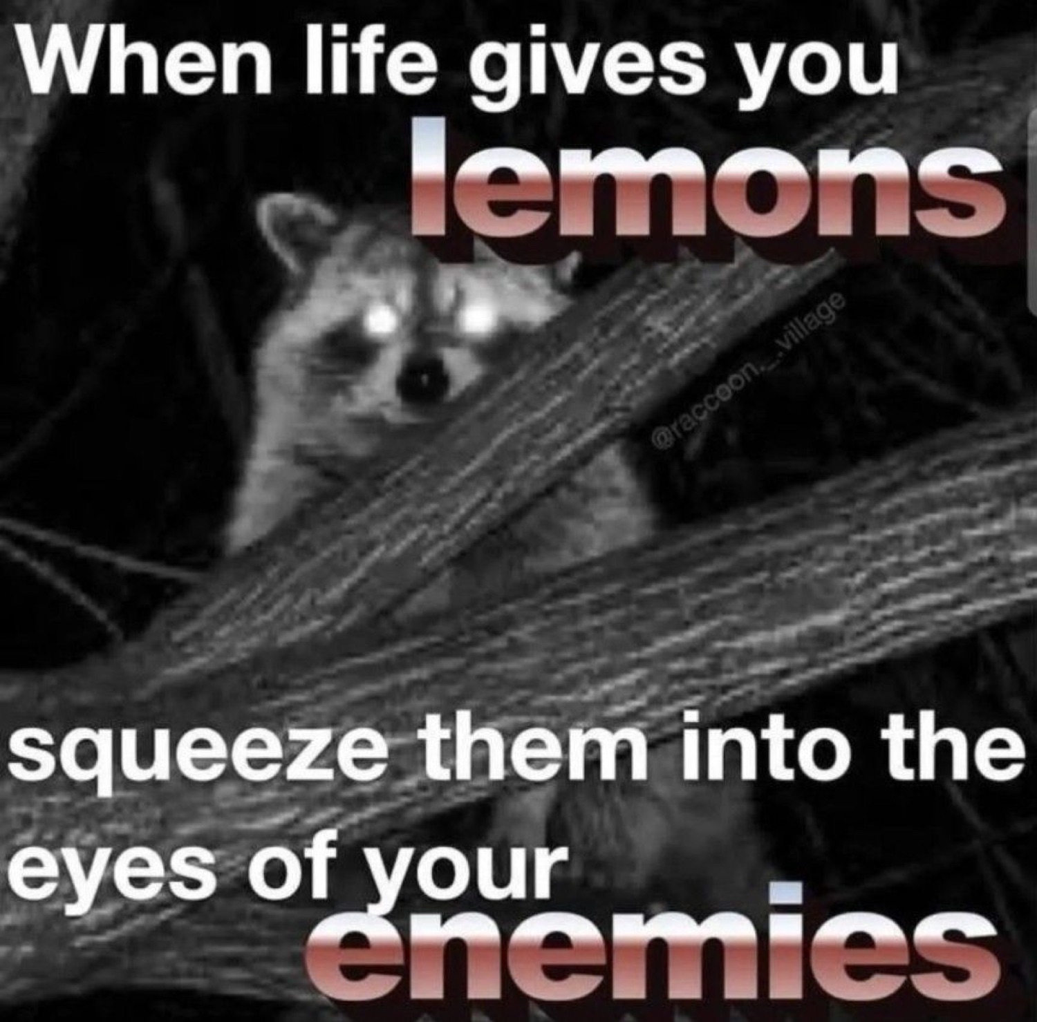 Raccoon glaring from a tree under 'When life gives you lemons squeeze them into the eyes of your enemies'