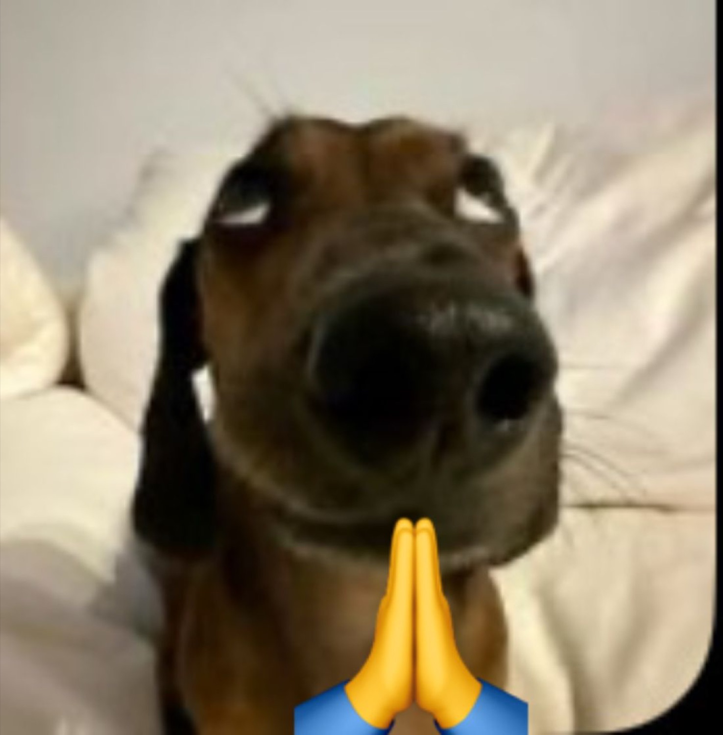 Dog with pleading eyes and praying hands