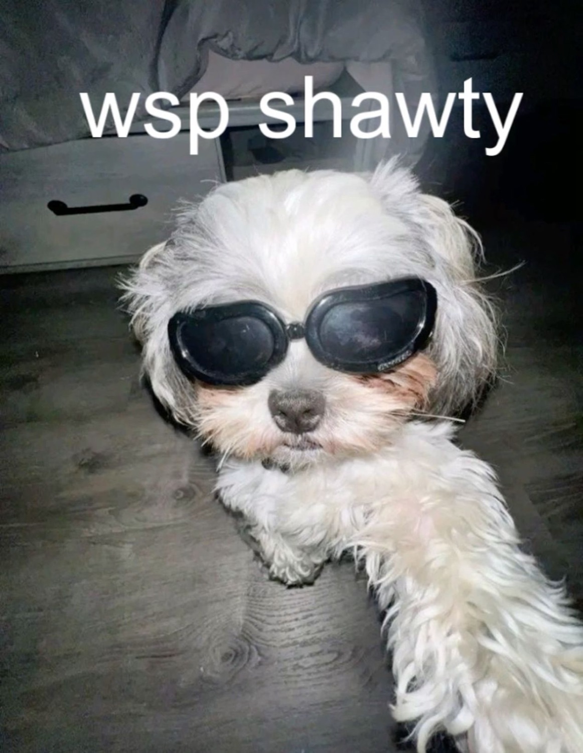 Fluffy dog in sunglasses: 'wsp shawty'