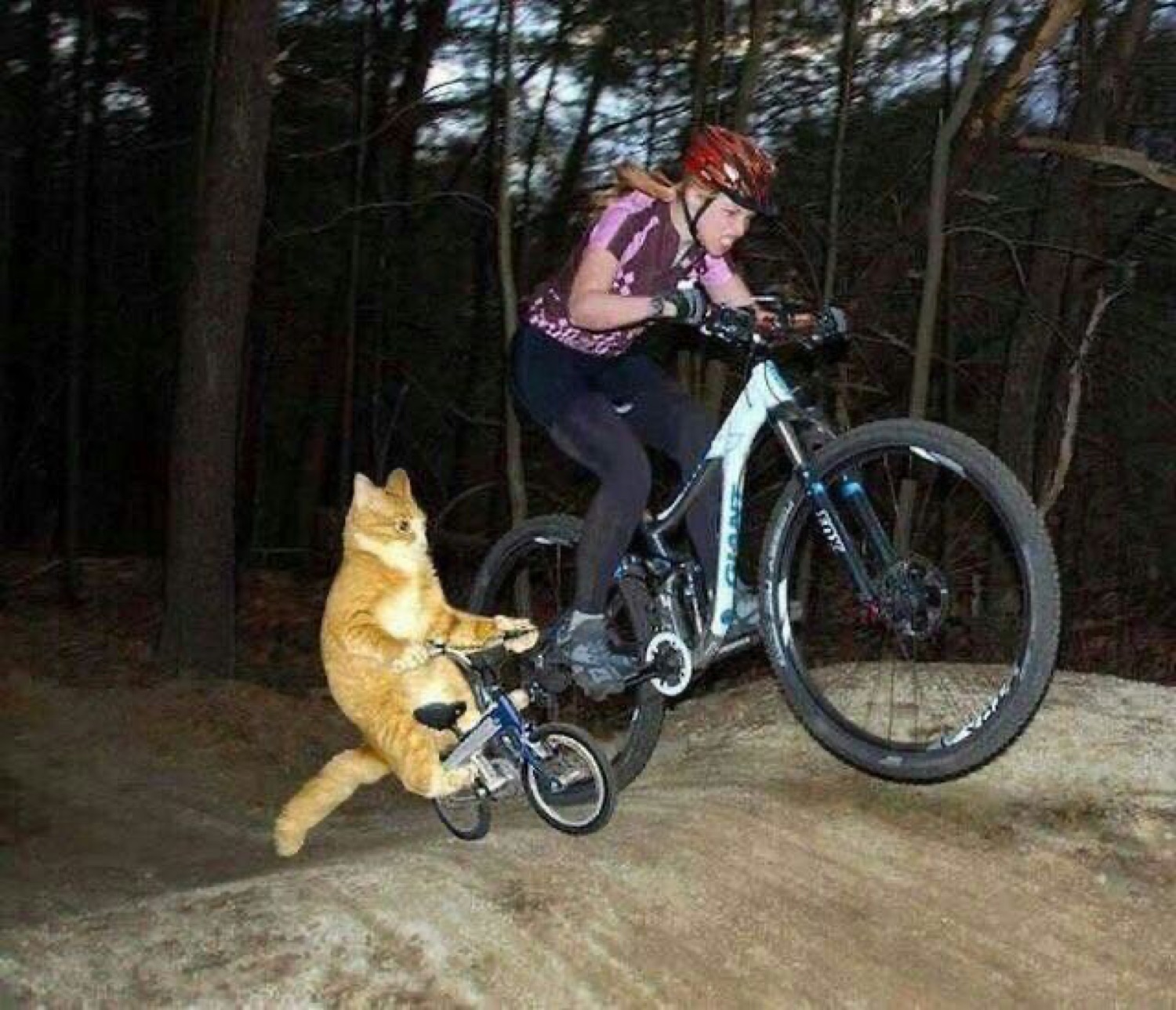 Cat on a tiny bike following a mountain biker over the rocks