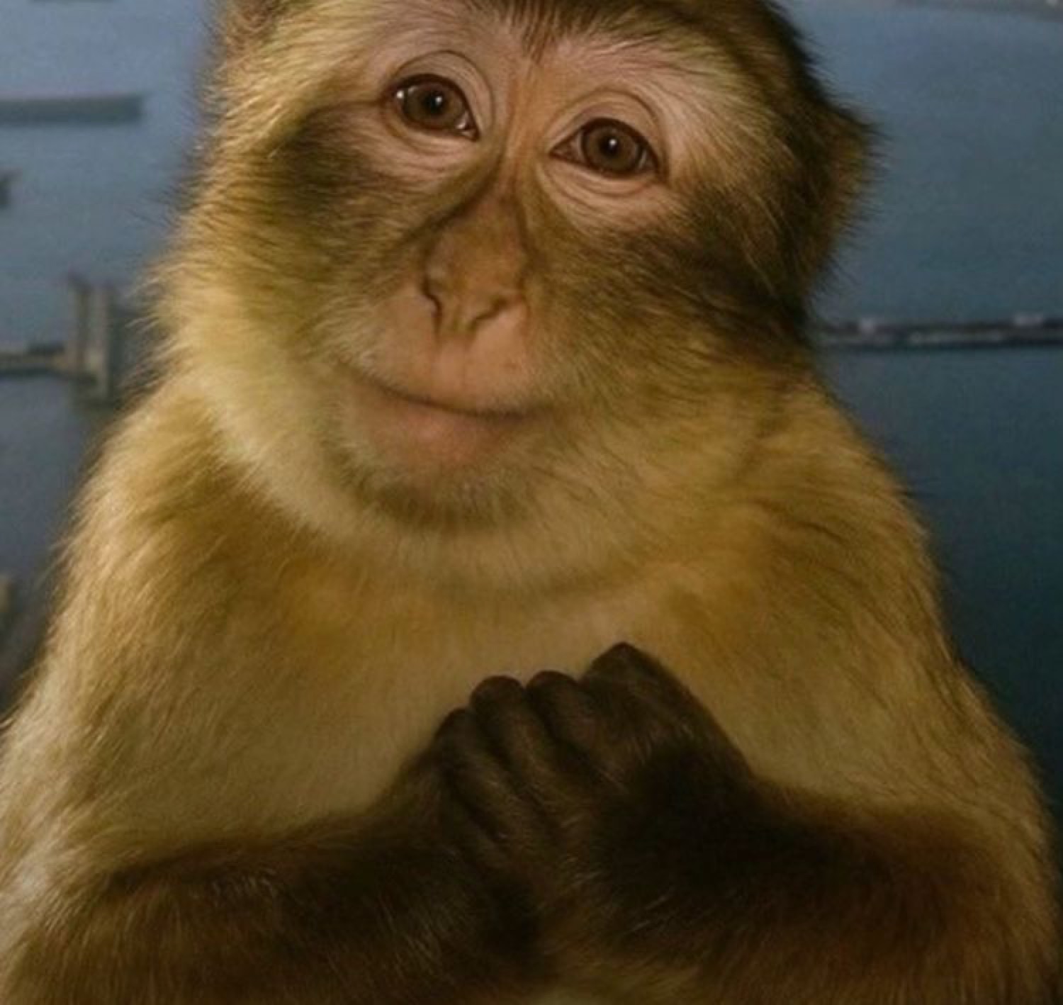 Monkey with its hands clasped and a gentle smile