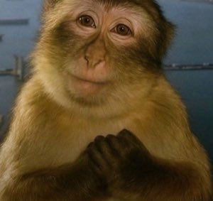 Monkey with its hands clasped and a gentle smile