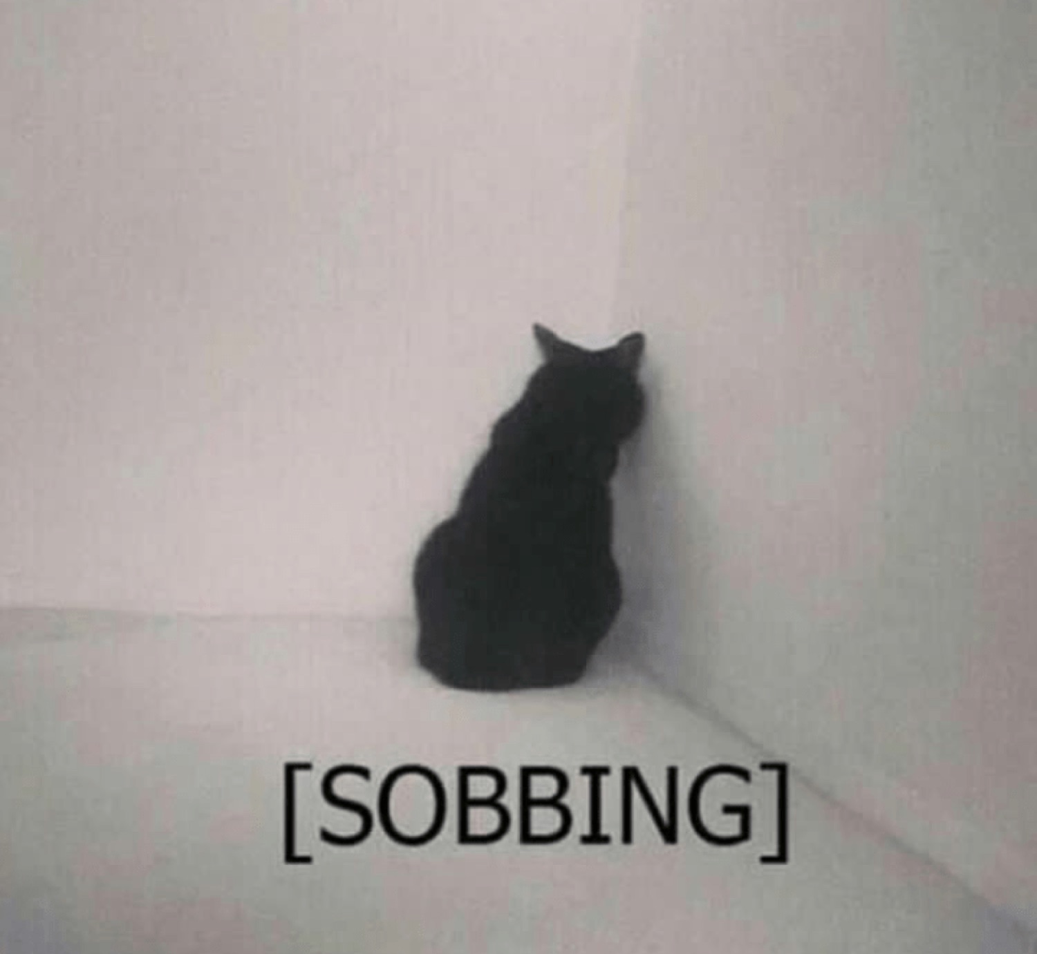 Black cat sitting in a corner with '[SOBBING]' — the loneliest image on the internet