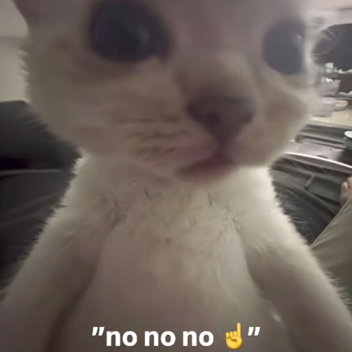 White cat wagging a finger: '"no no no"'