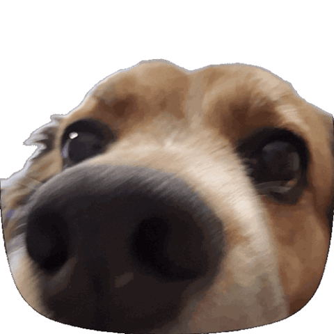 Close-up of a beagle's nose sniffing right into the camera
