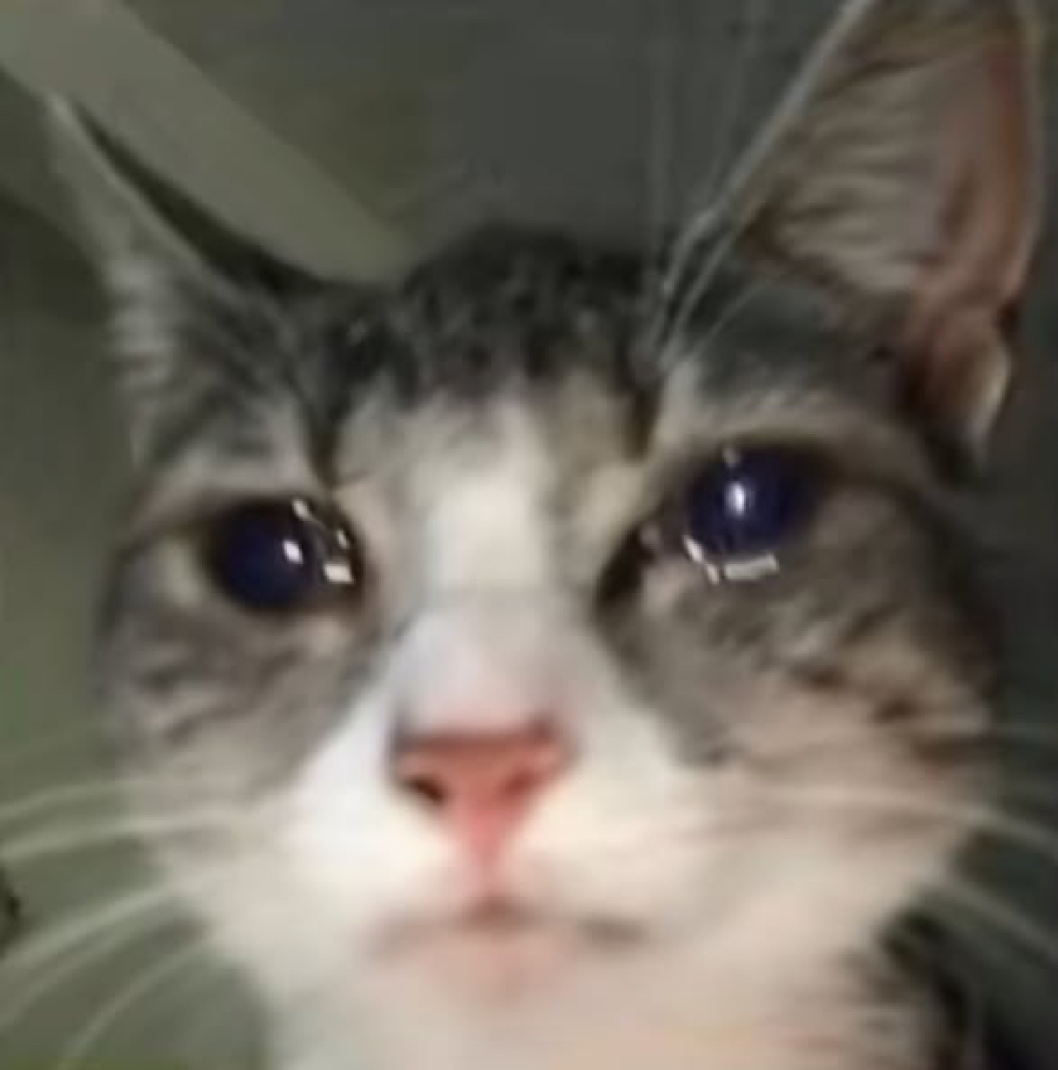 Tabby cat staring into the camera with glassy, watery, teary-looking eyes