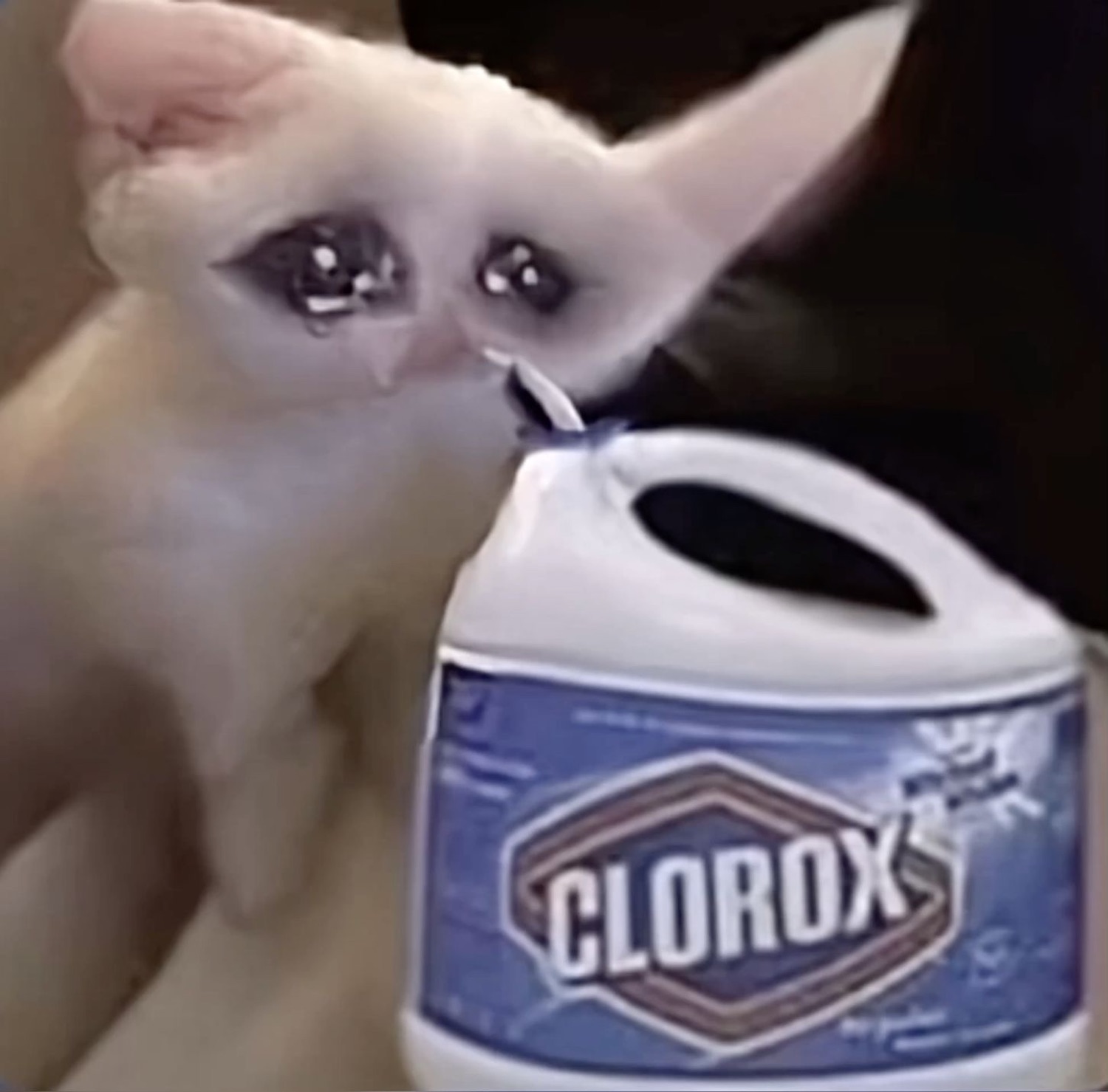 Teary-eyed white kitten clutching a jug of Clorox bleach