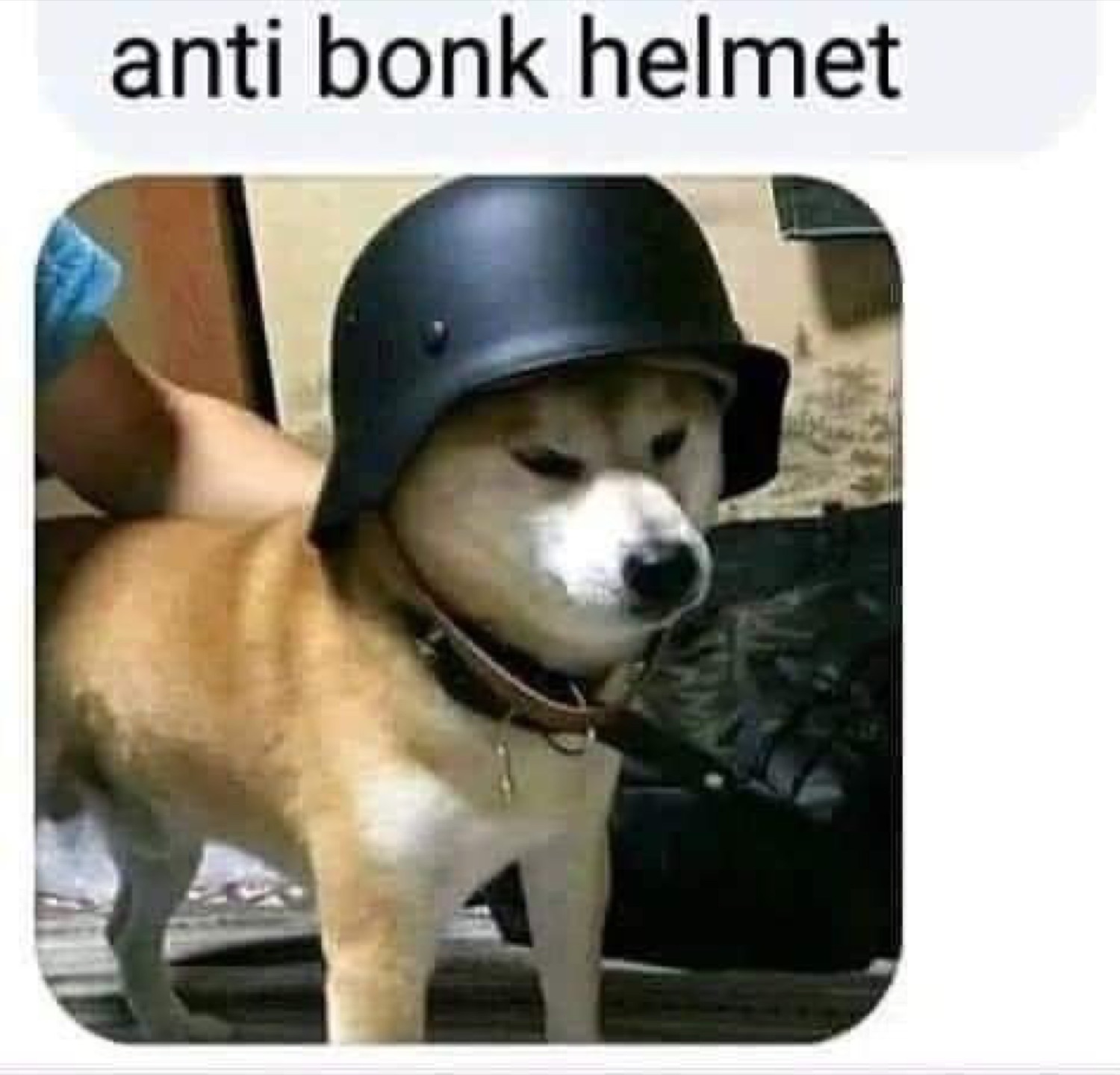 Shiba dog wearing a military helmet: 'anti bonk helmet'
